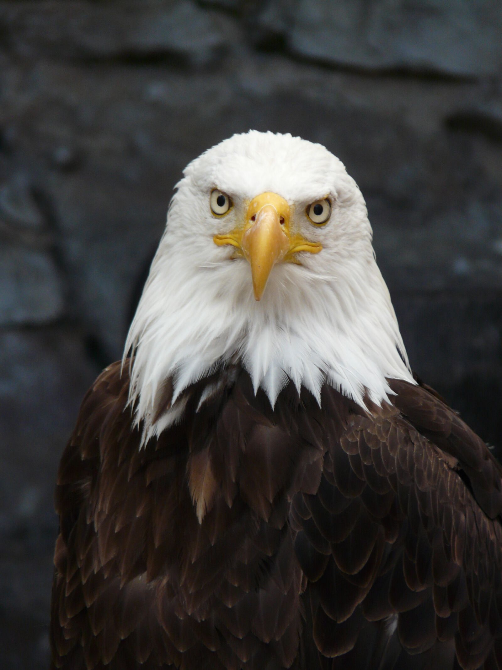 Panasonic DMC-FZ18 sample photo. Raptor, eagle, fish eagle photography