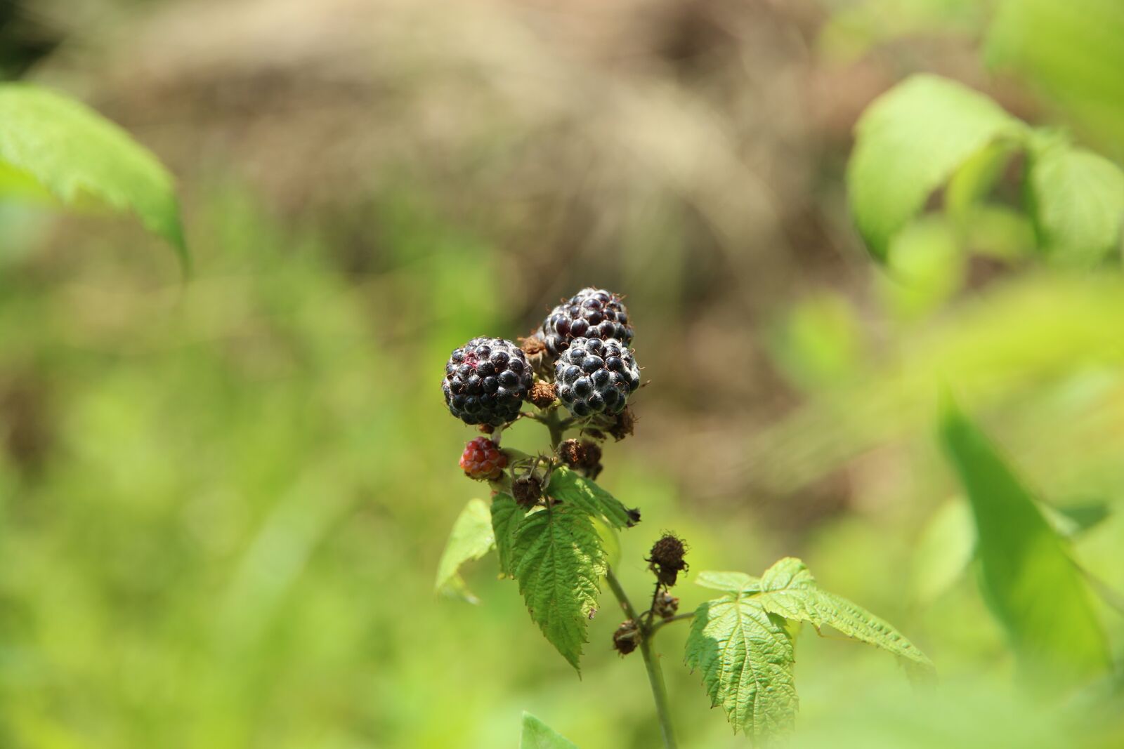 Canon EOS 650D (EOS Rebel T4i / EOS Kiss X6i) sample photo. Raspberry, black raspberry, plant photography