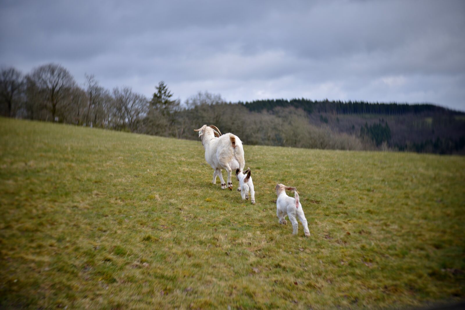 Nikon D600 sample photo. Goat, kids, mammal photography