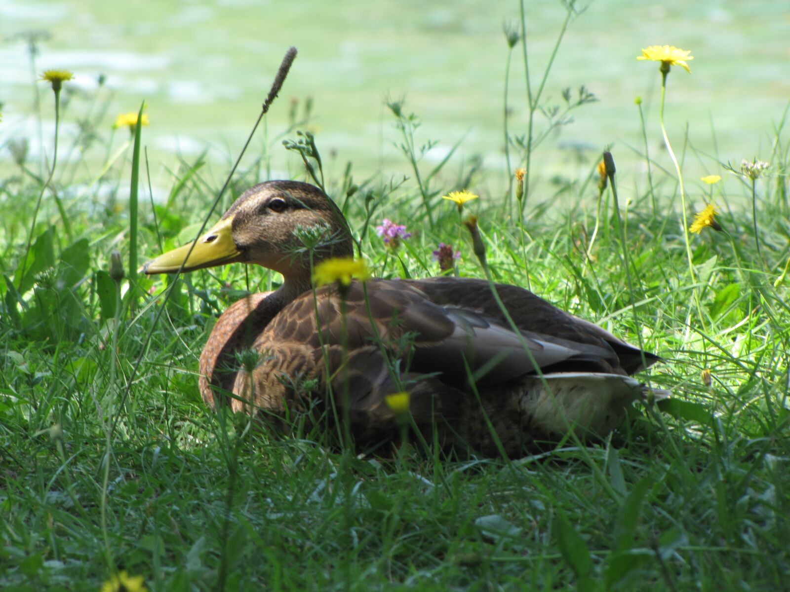 Canon PowerShot SX10 IS sample photo. Duck, water, pond photography