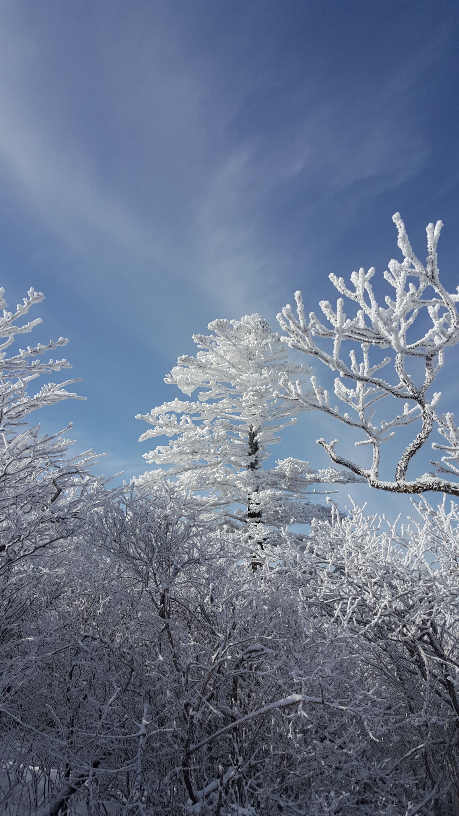 Samsung Galaxy Note5 sample photo. Korea, mountain, taebaeksan, winter photography