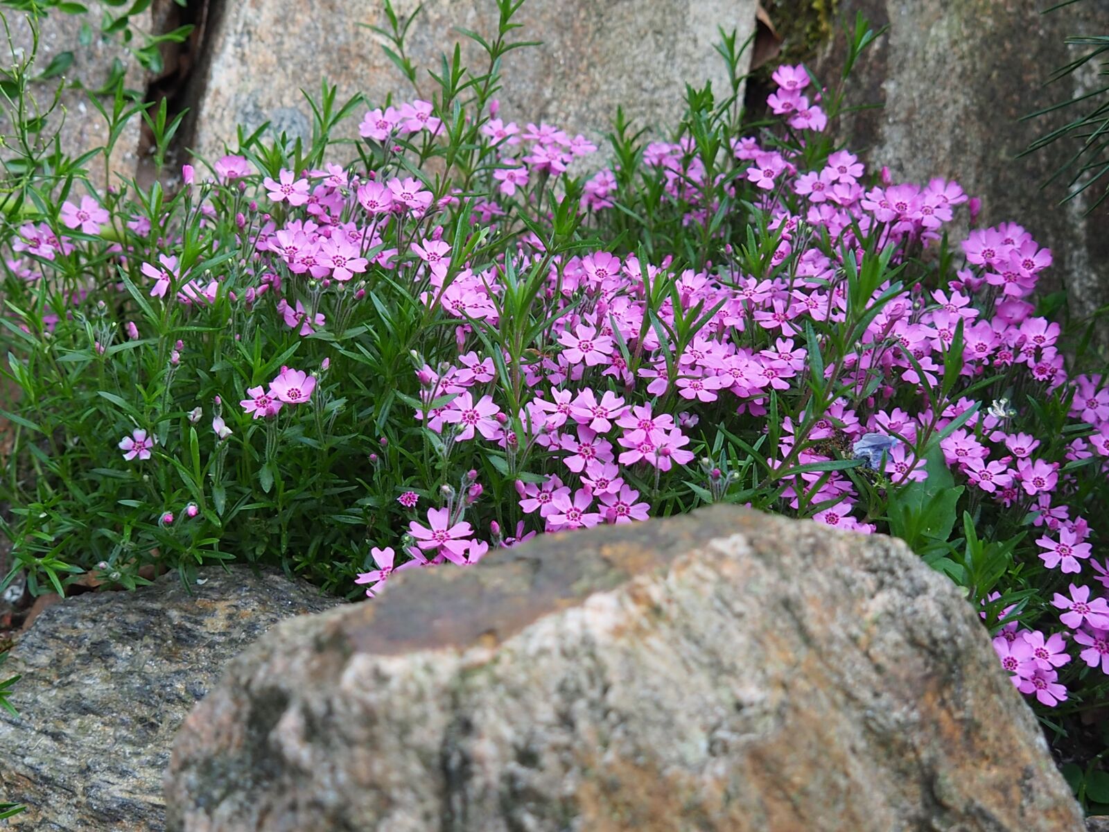 Olympus OM-D E-M5 II sample photo. Garden, phlox, skalka photography