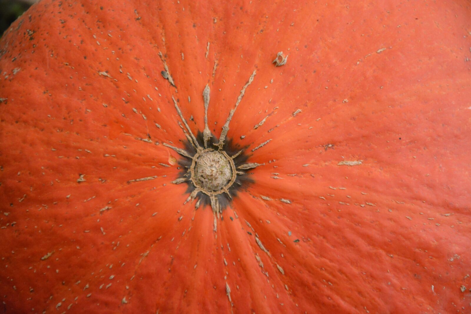 Nikon D5200 sample photo. Pumpkin, fruit large, squash photography