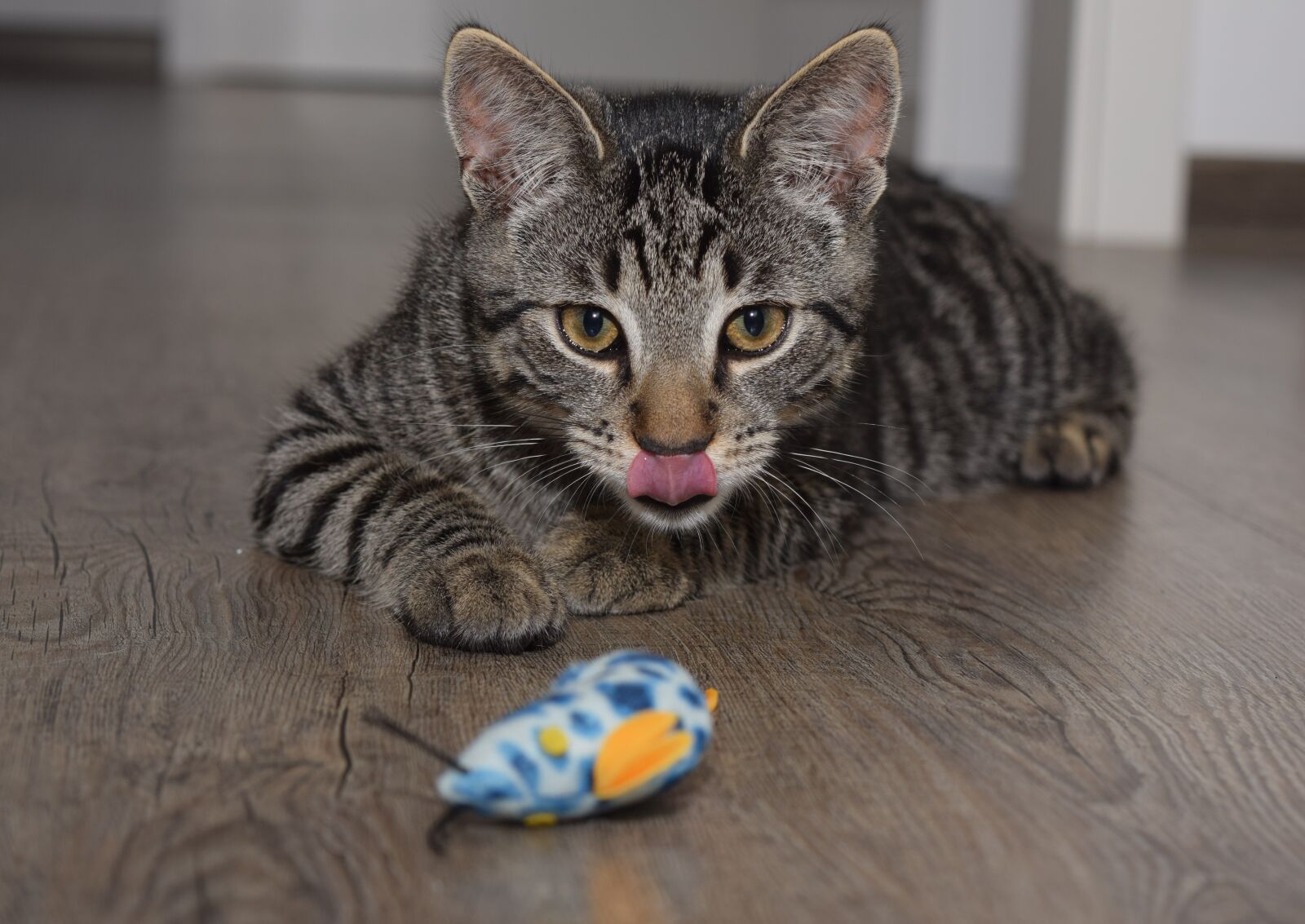 Nikon D5300 sample photo. Cat, mouse, animal photography