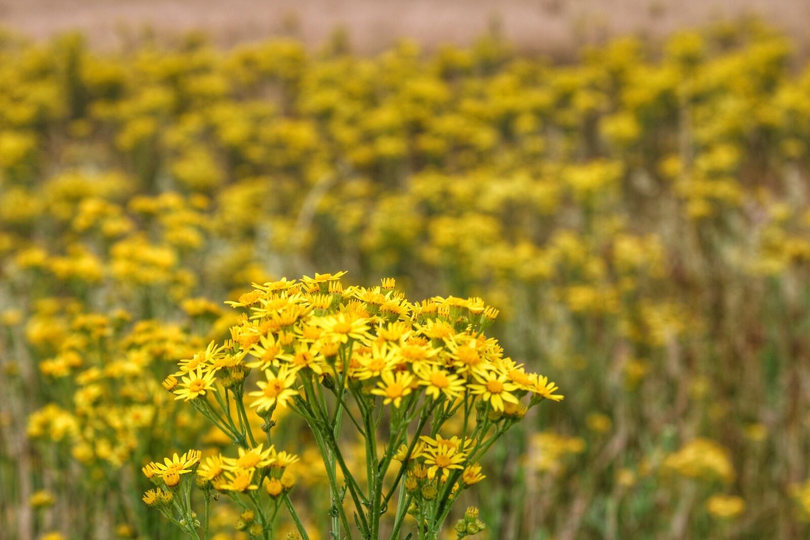 Canon EOS 2000D (EOS Rebel T7 / EOS Kiss X90 / EOS 1500D) sample photo. Flowers, yellow, field photography