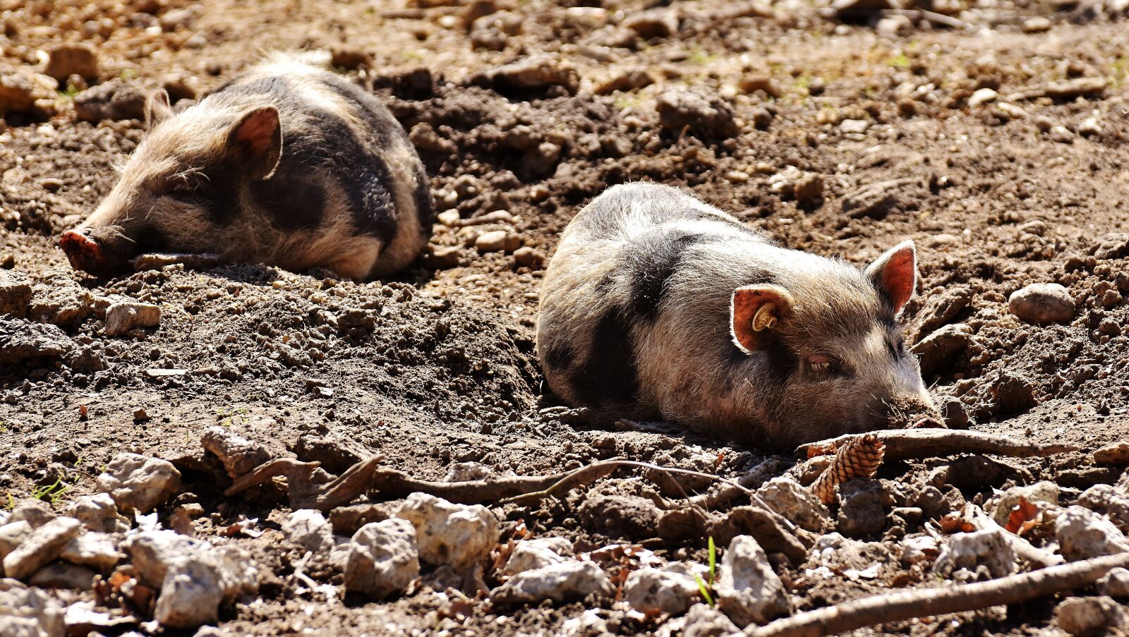 Nikon D7200 sample photo. Mini pigs, pigs, sleep photography