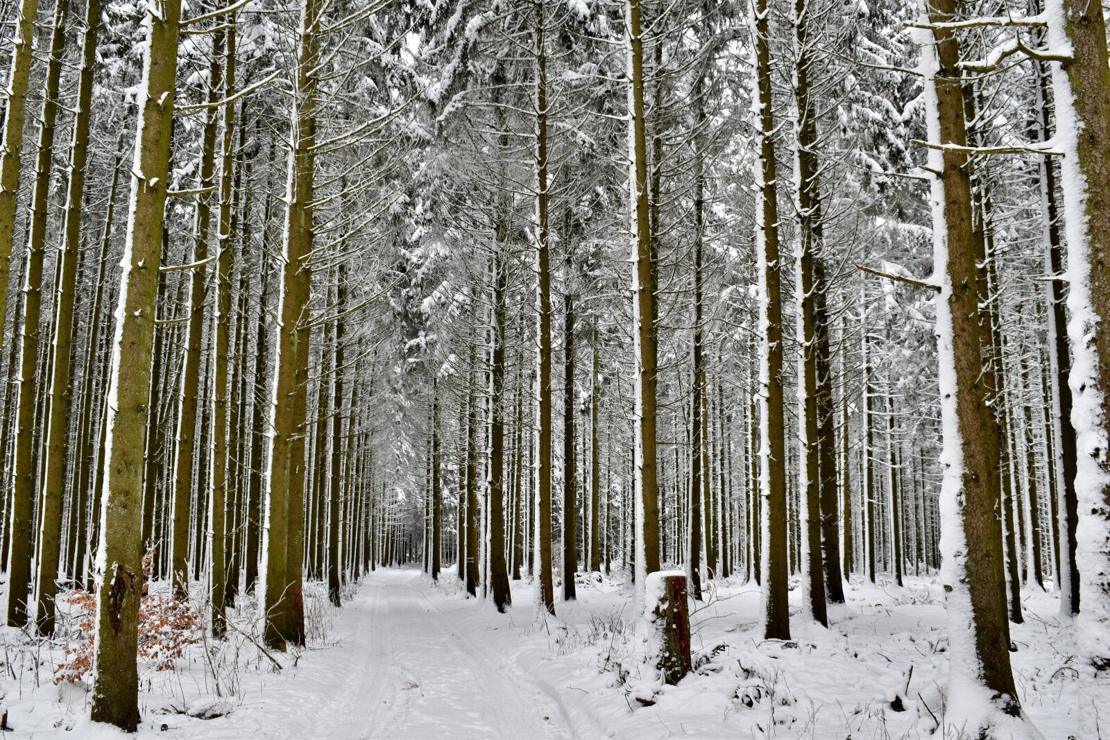 Nikon D5600 sample photo. Forest, snow, nature photography