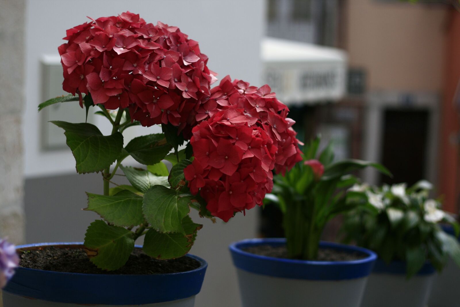 Canon EOS 400D (EOS Digital Rebel XTi / EOS Kiss Digital X) sample photo. Flower, red, floral photography