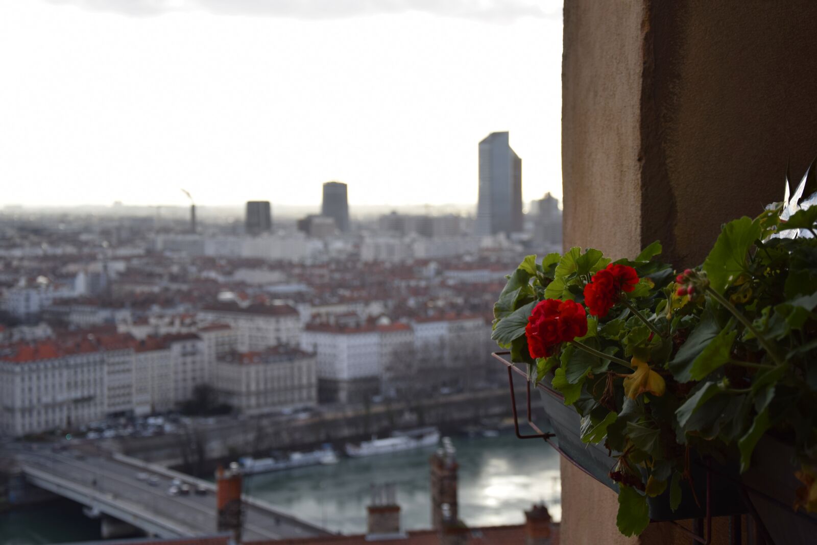 Nikon D3300 sample photo. Flower, geranium, balcony photography