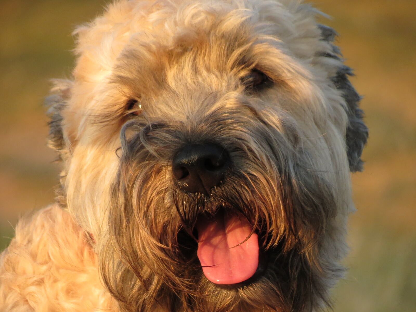 Canon PowerShot SX40 HS sample photo. Dog, irish, wheaten photography