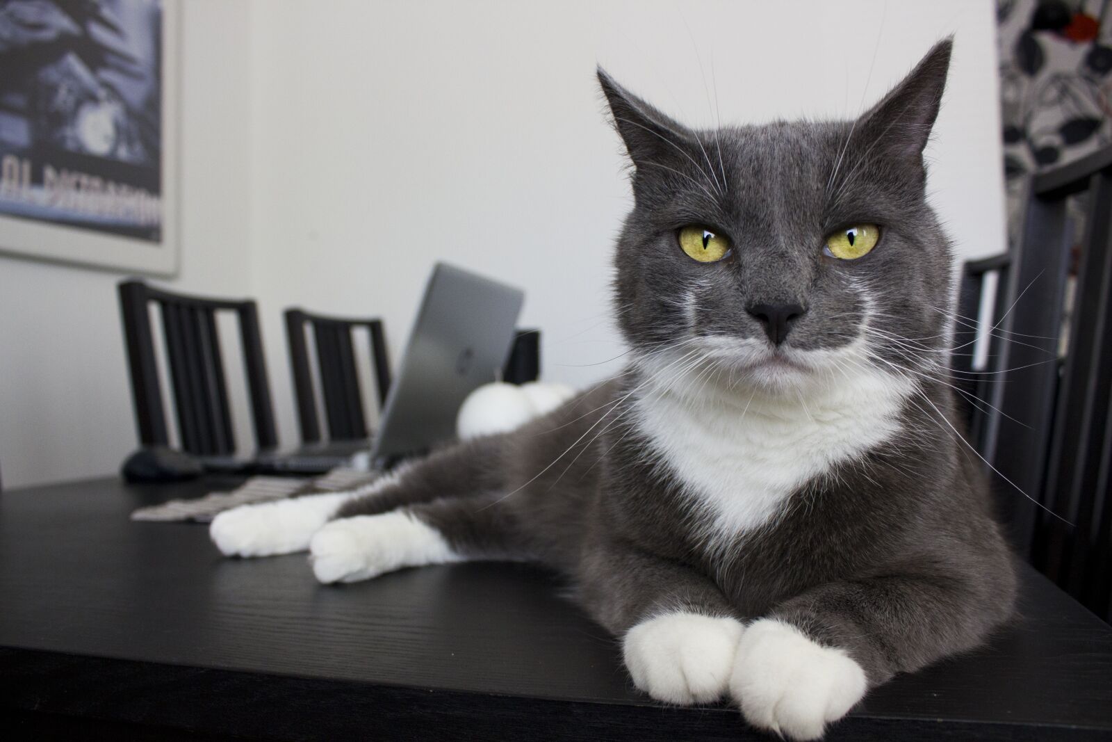 Canon EF-S 18-55mm F3.5-5.6 IS sample photo. Cat, cats, animals photography