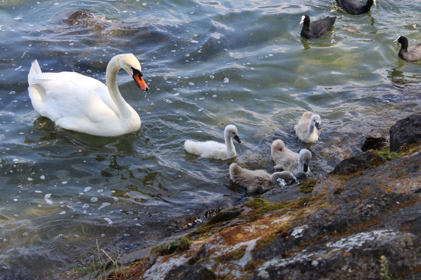 Canon EOS 1200D (EOS Rebel T5 / EOS Kiss X70 / EOS Hi) sample photo. Swan, lake, nature photography