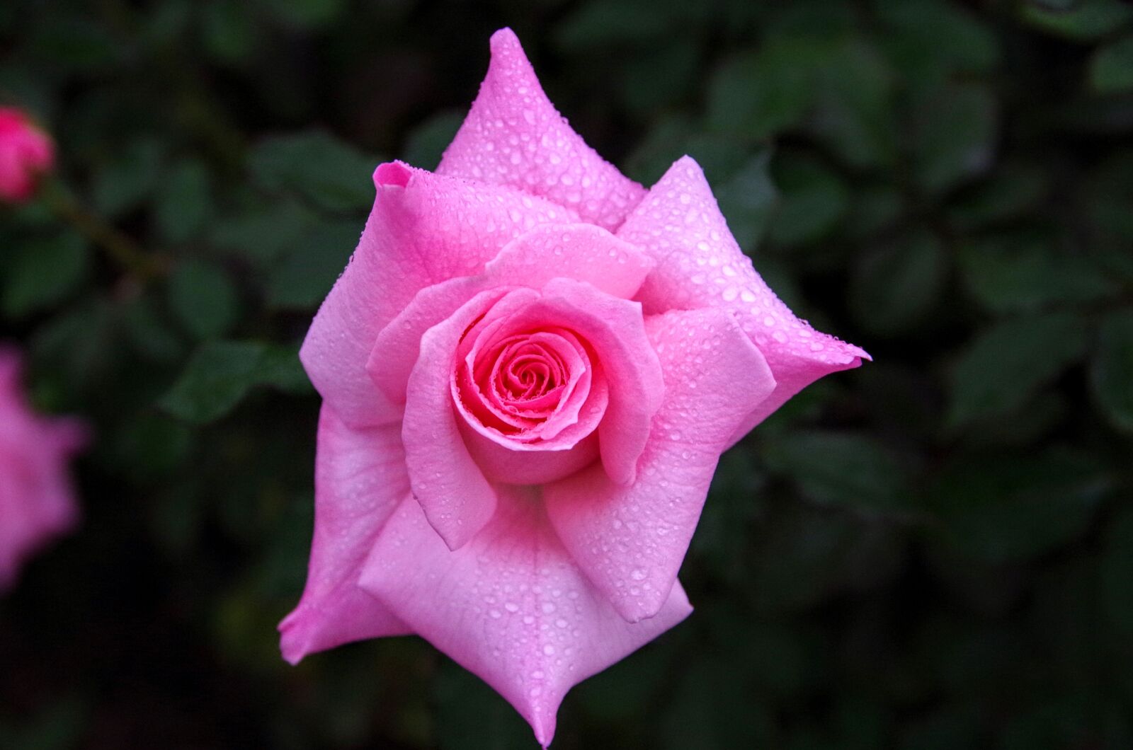 Pentax K-30 sample photo. Rose, shizuku, rain photography
