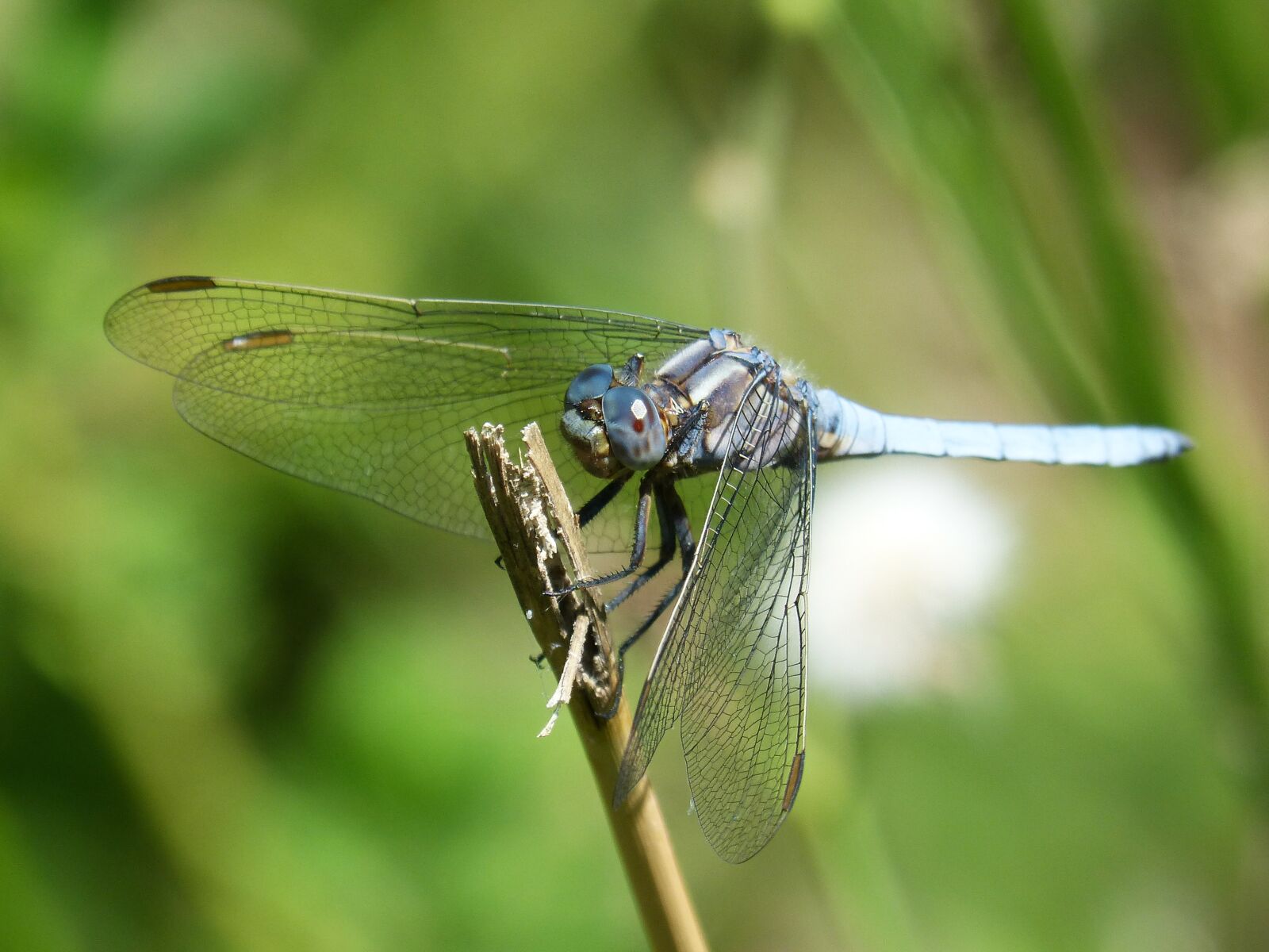 Panasonic DMC-FZ62 sample photo. Dragonfly, blue dragonfly, orthetrum photography