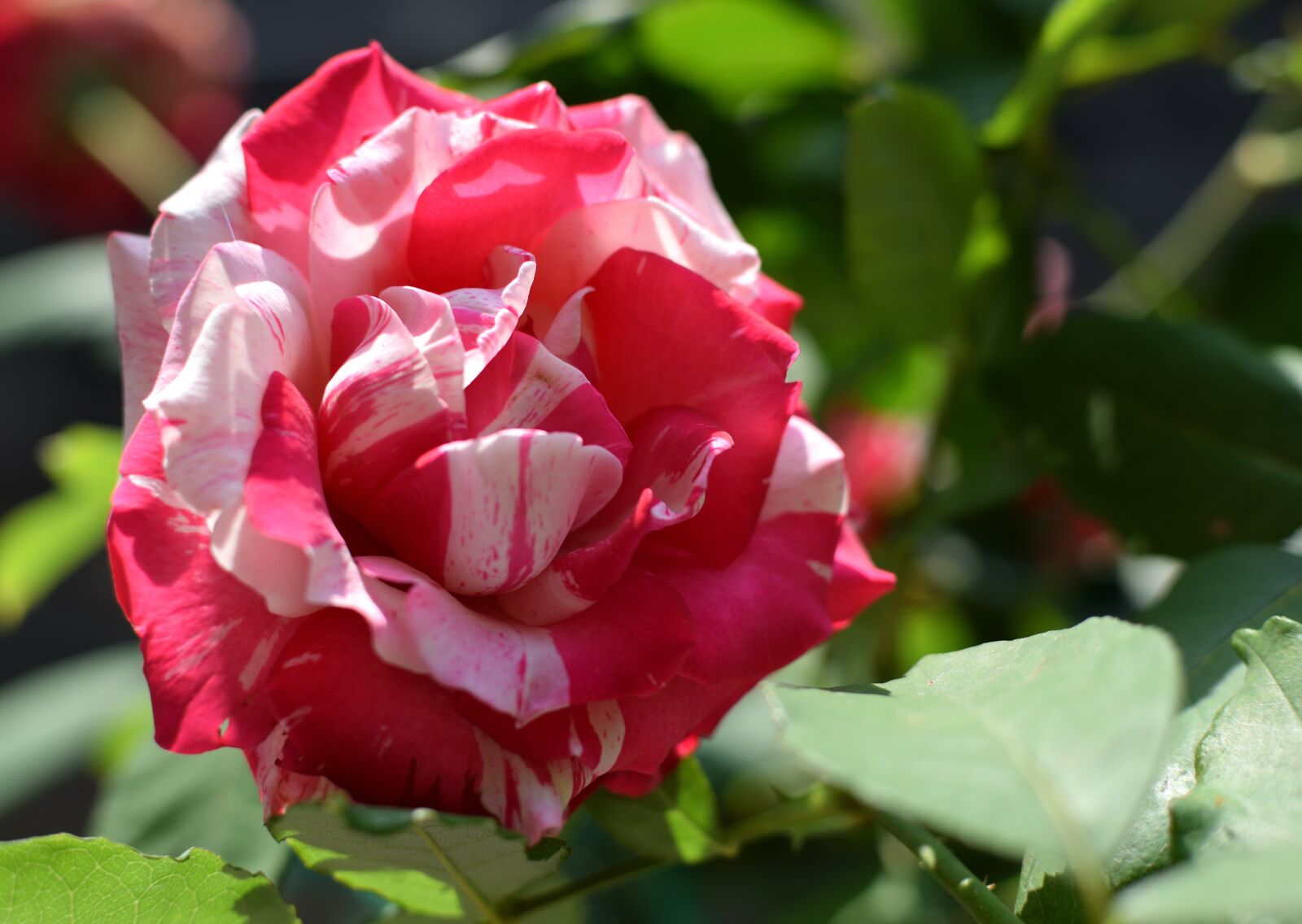 Nikon D5300 sample photo. Roses, garden, flower photography