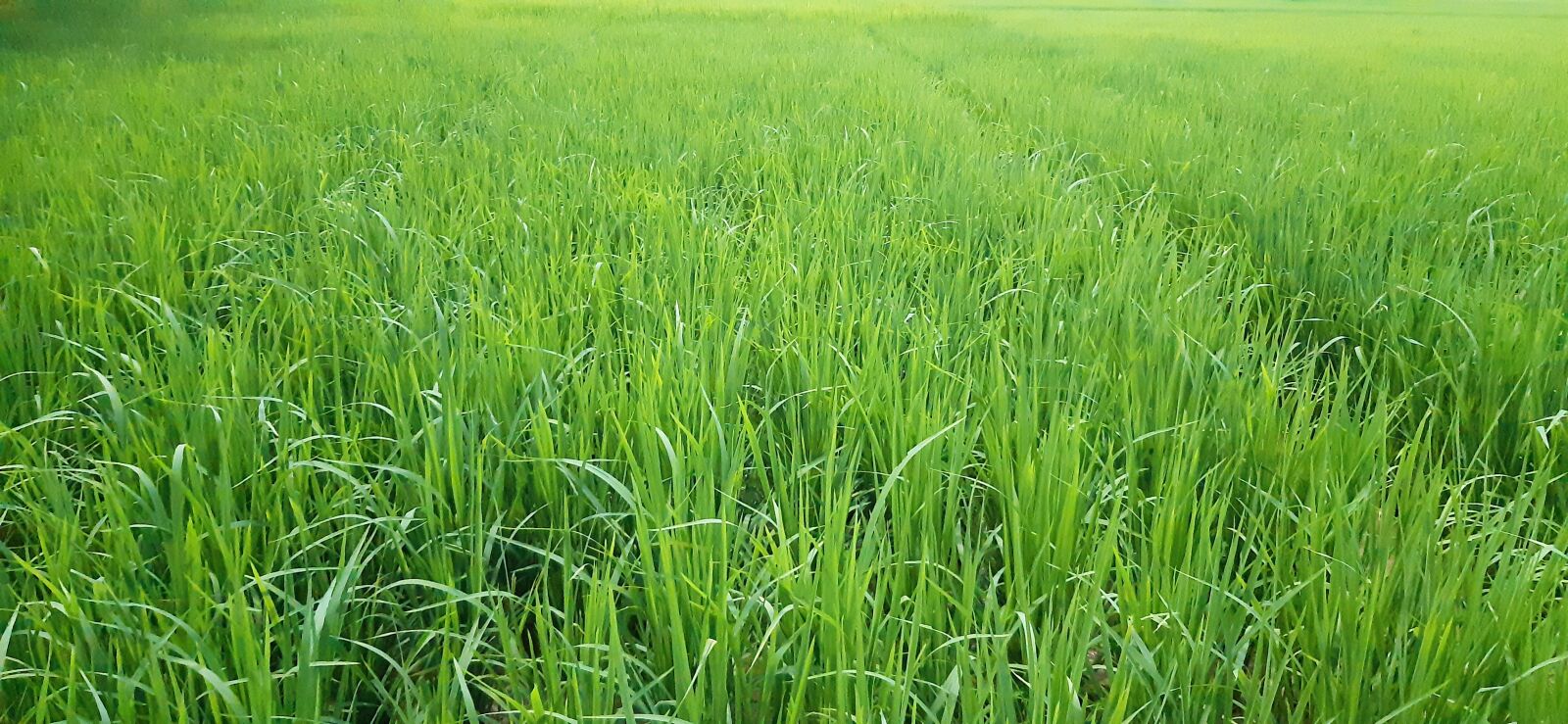 Samsung Galaxy A30 sample photo. Green, rice, fresh photography