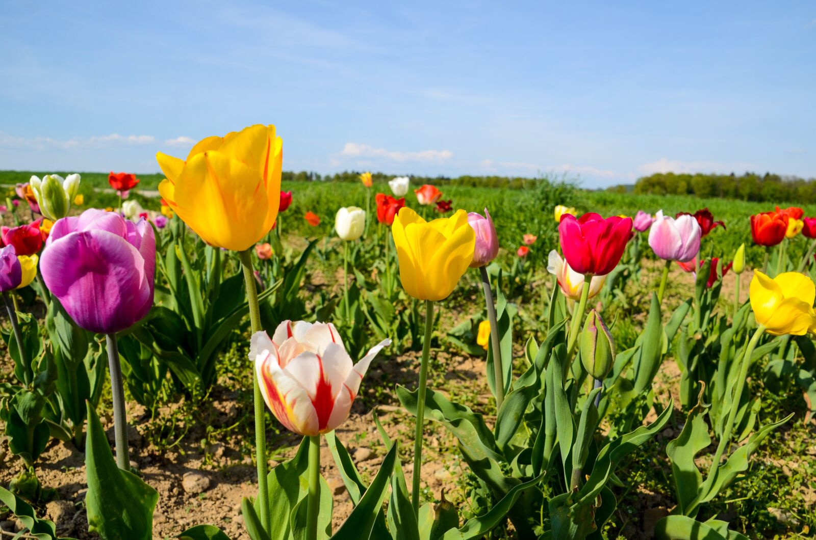 Nikon D7000 sample photo. Tulips, tulip field, tulpenbluete photography