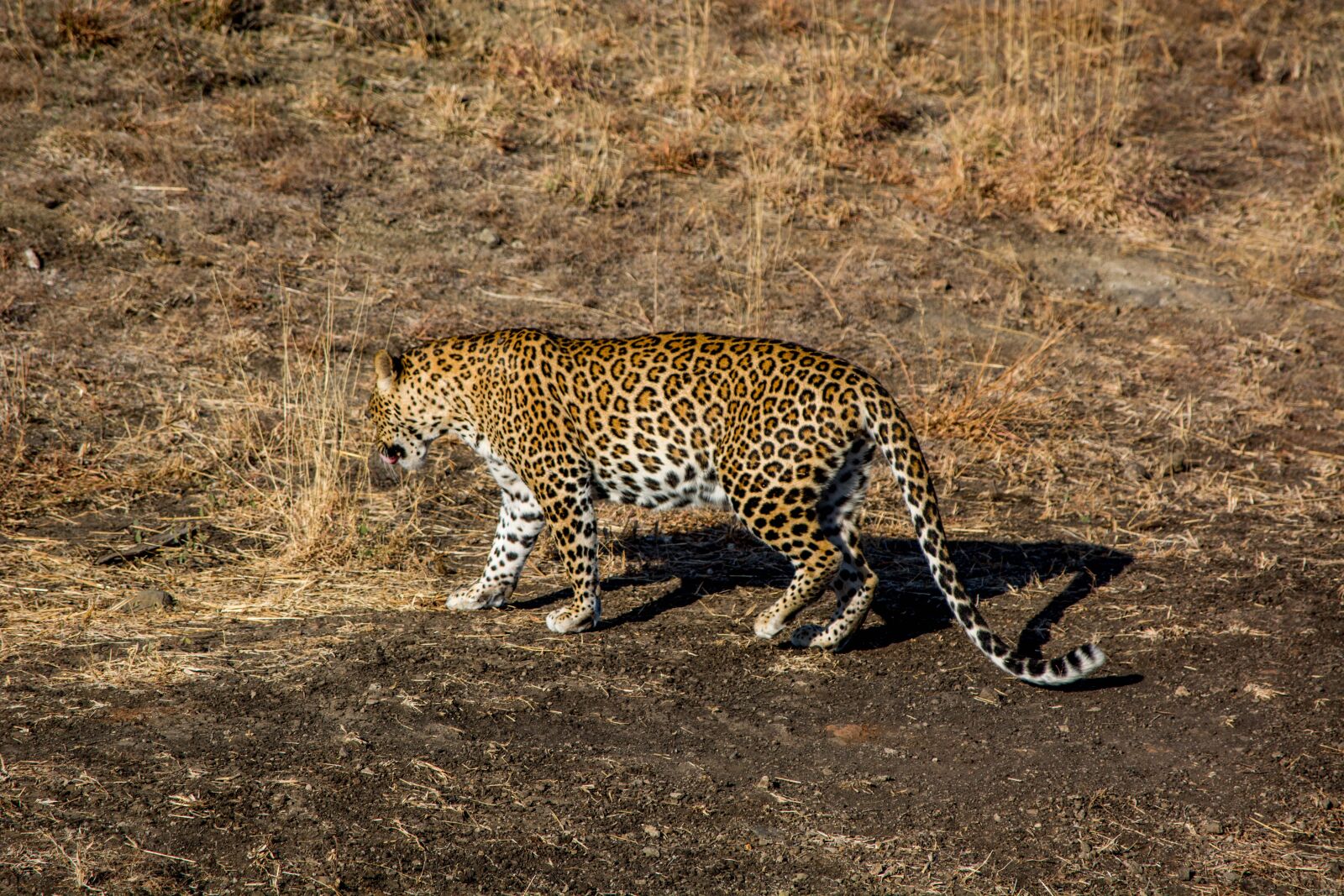 Nikon D5200 sample photo. Leopard, tiger, wildlife photography