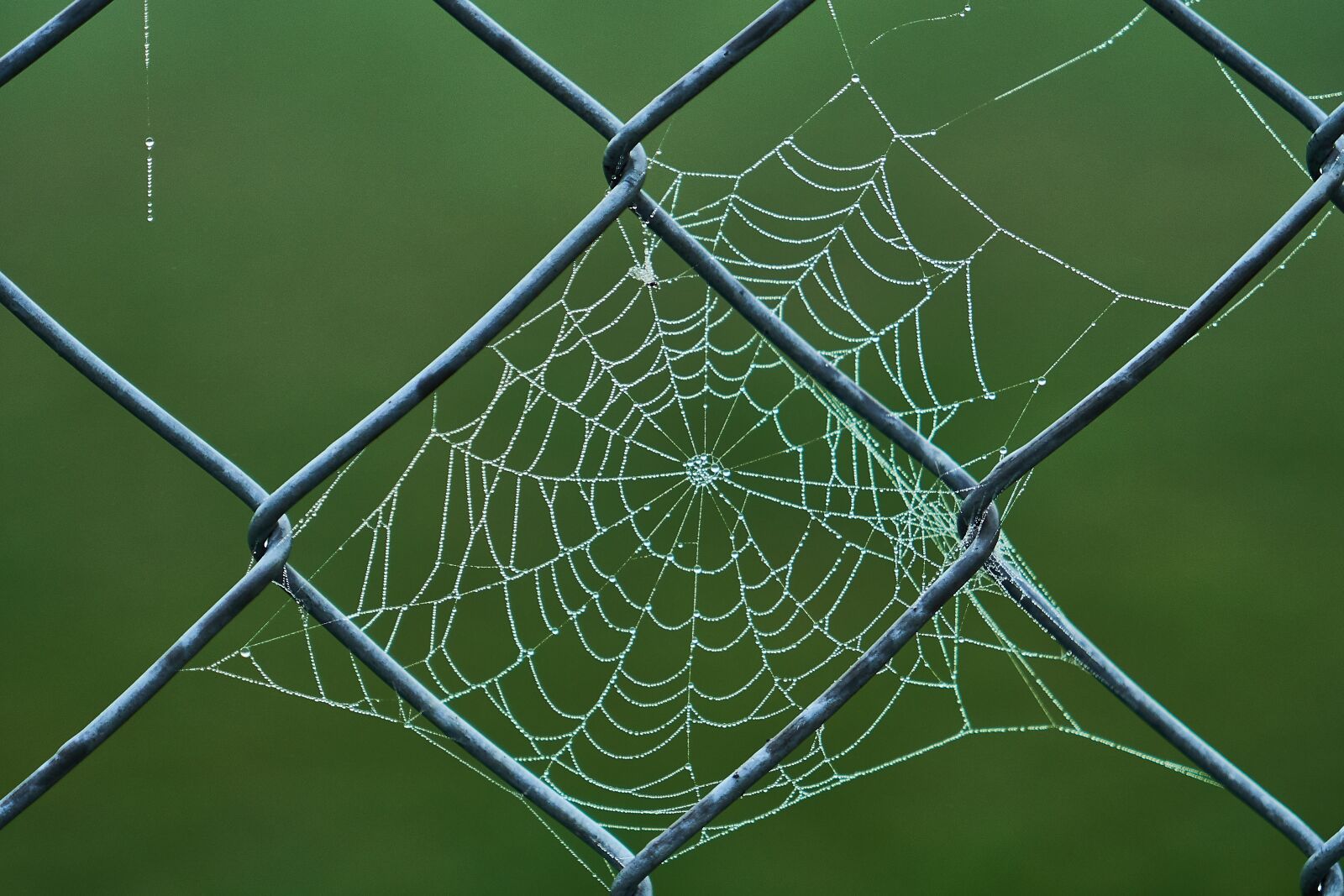 Sony a6300 sample photo. Cobweb, wire mesh fence photography