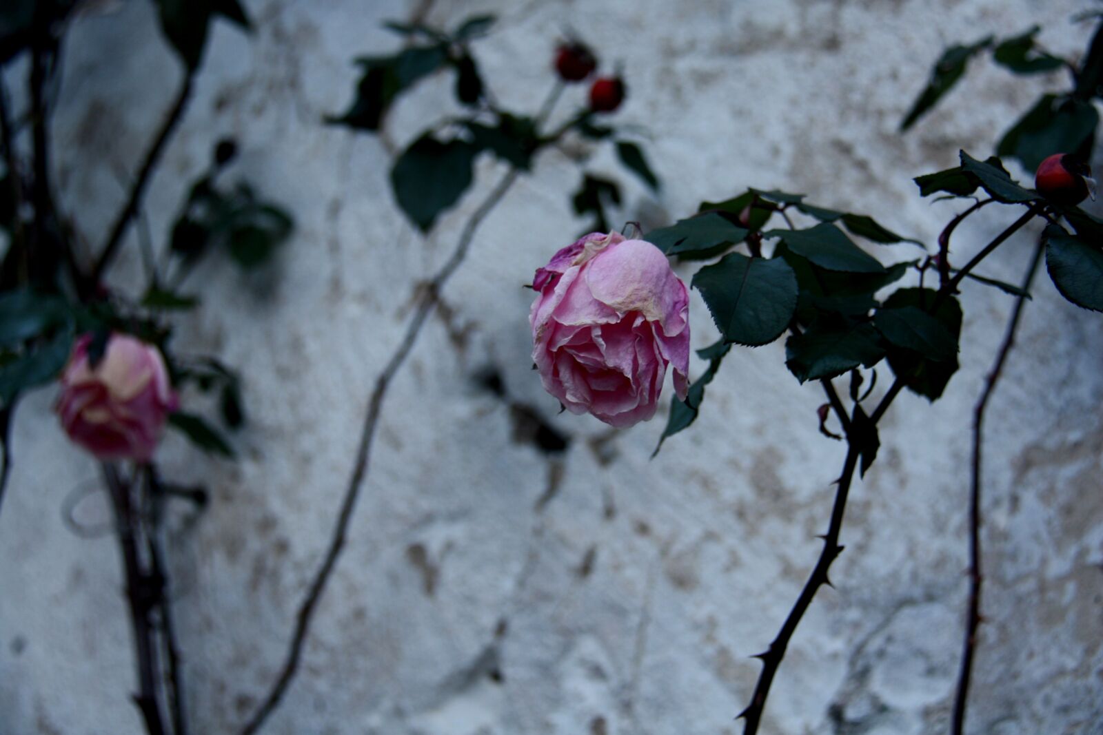 Canon EOS 450D (EOS Rebel XSi / EOS Kiss X2) sample photo. Roses, pink roses, rose photography