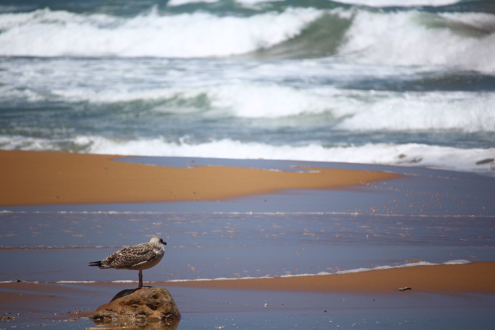 Canon EF-S 55-250mm F4-5.6 IS STM sample photo. Waters, sea, bird photography
