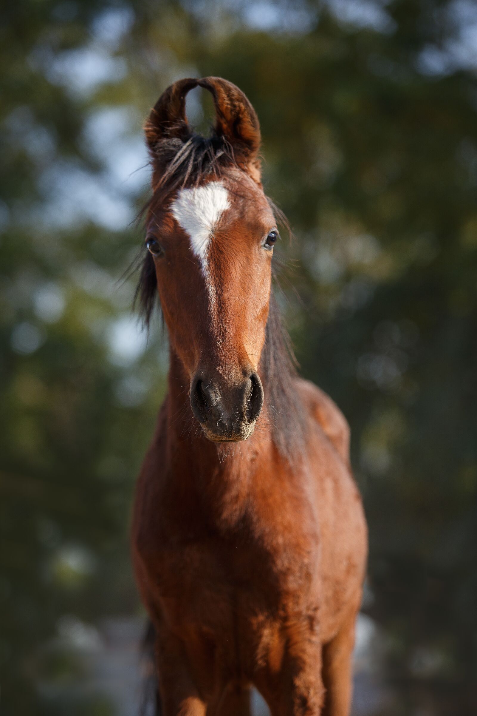 Canon EF 70-200mm F2.8L USM sample photo. Horse, india, horses photography