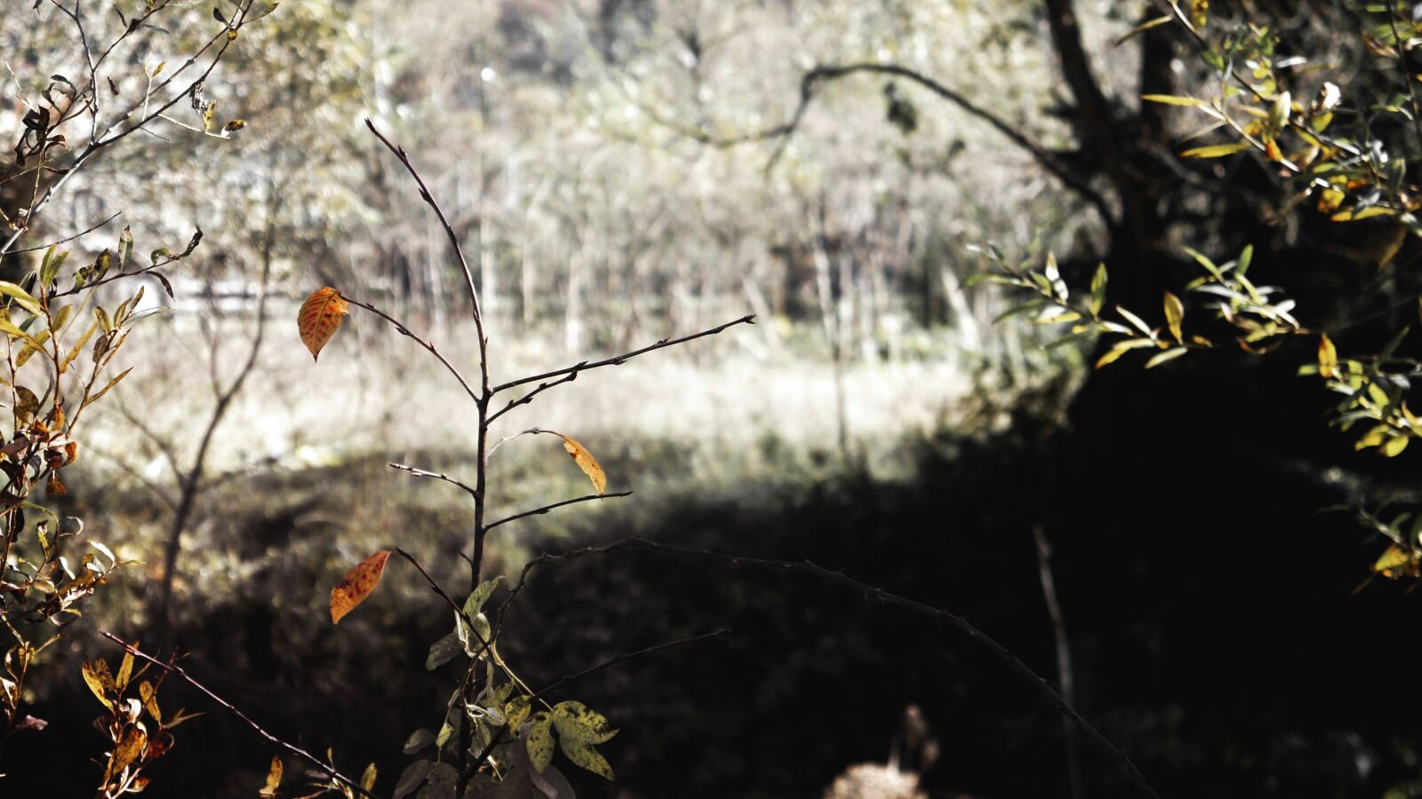 Sony Alpha NEX-3 sample photo. Autumn, landscape, forest photography