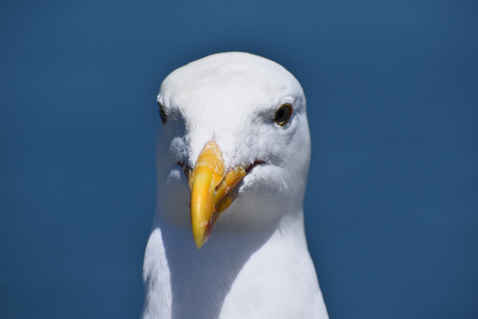 Nikon D5600 sample photo. Seagull, bird, beak photography
