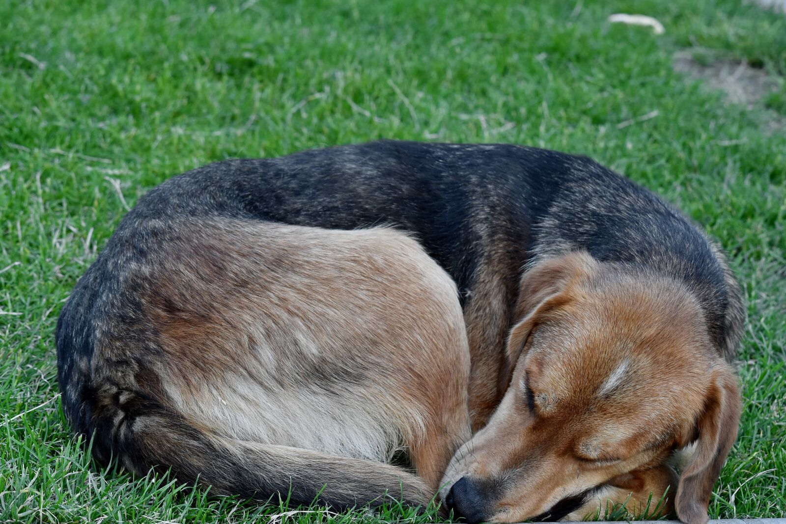 Nikon D5500 sample photo. Dog, green grass, hound photography