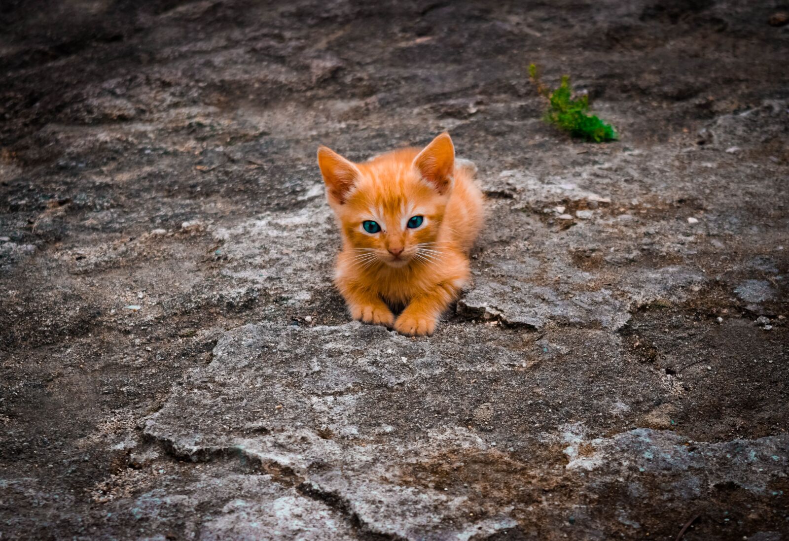 Nikon D5300 sample photo. Cat, feline, cute photography