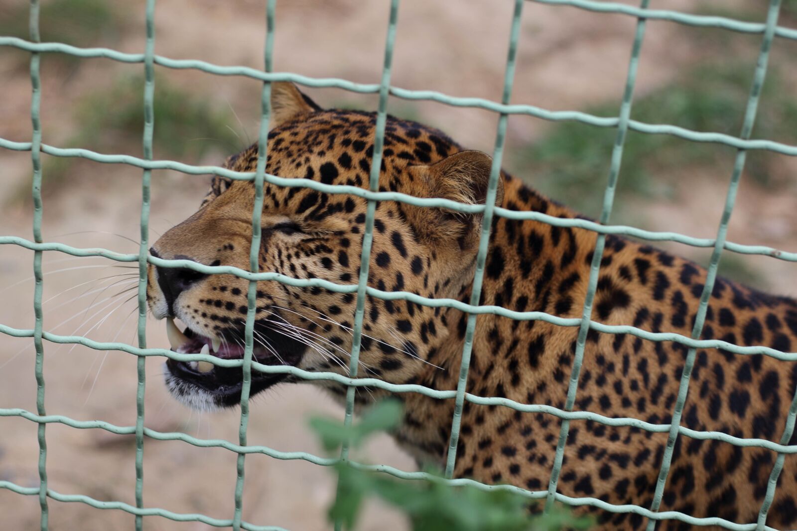Canon EOS 6D sample photo. Leopard, animal, animals photography