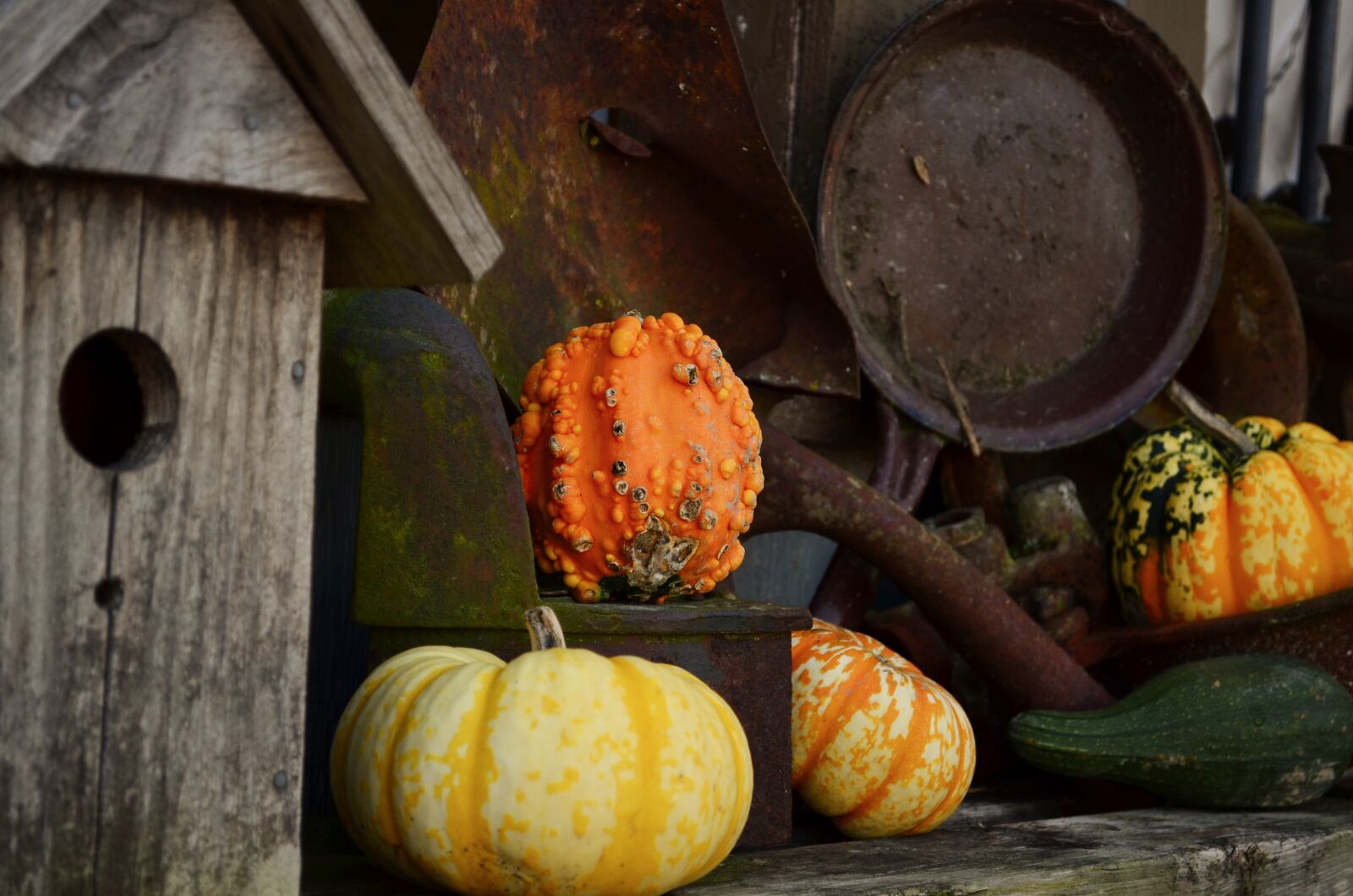 Nikon D5100 sample photo. Fall, pumpkins, decoration photography