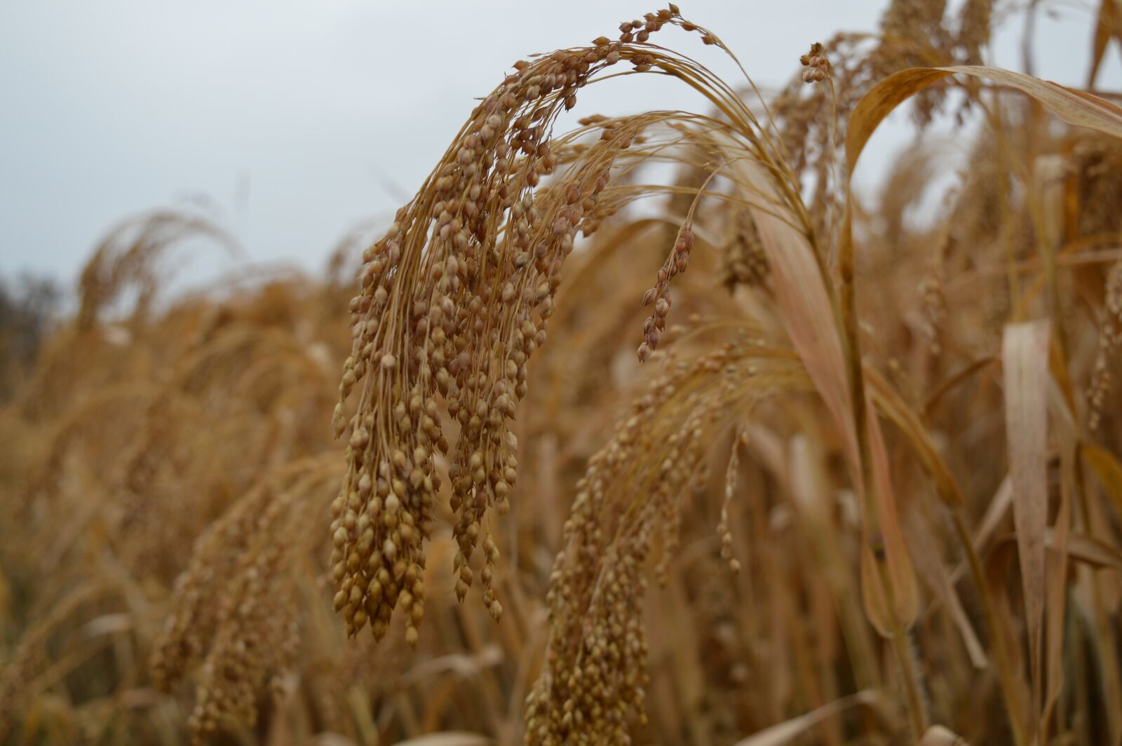 Nikon D3200 sample photo. Millet, field, agriculture photography