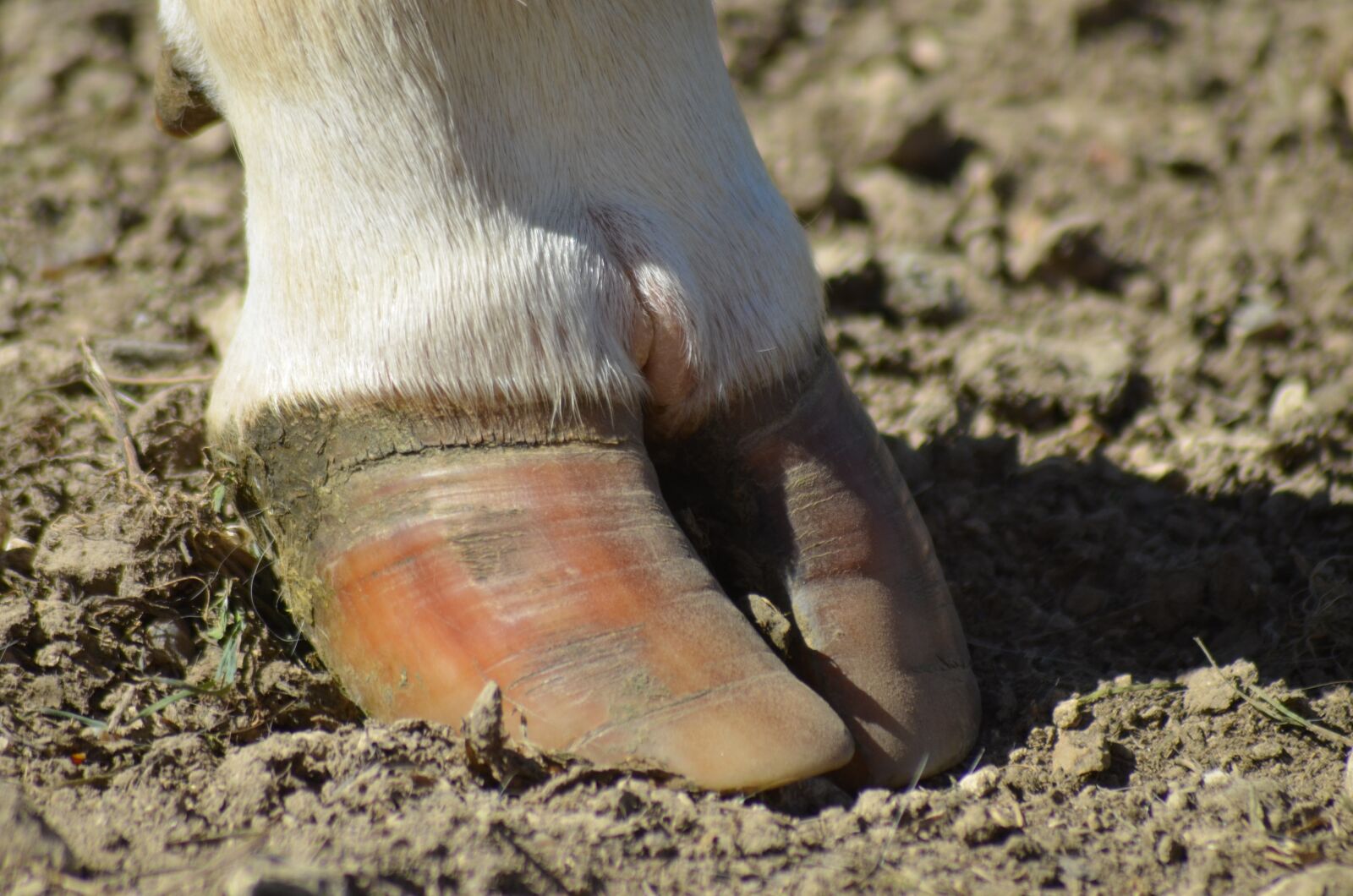 Nikon D5100 sample photo. Shoe, cow, agriculture photography