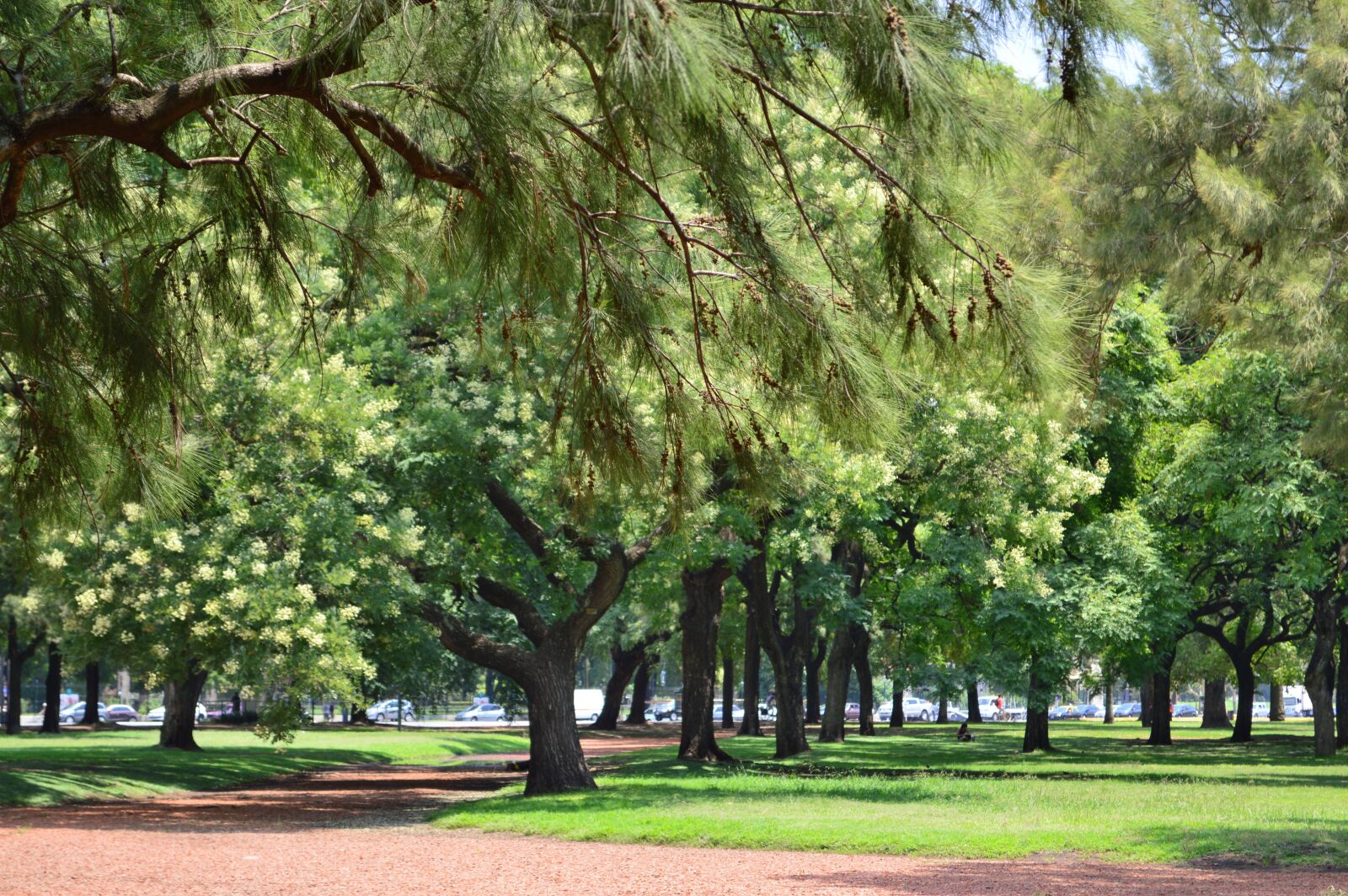 Nikon D3200 sample photo. Tree, park, nature photography