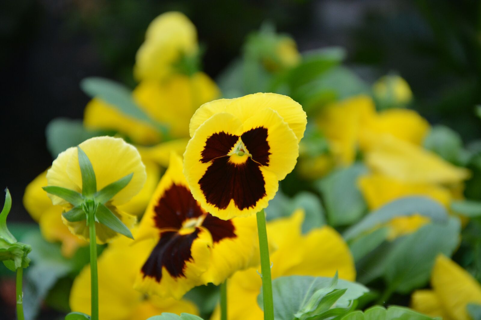 Nikon D5200 sample photo. Flower, thinking, yellow photography