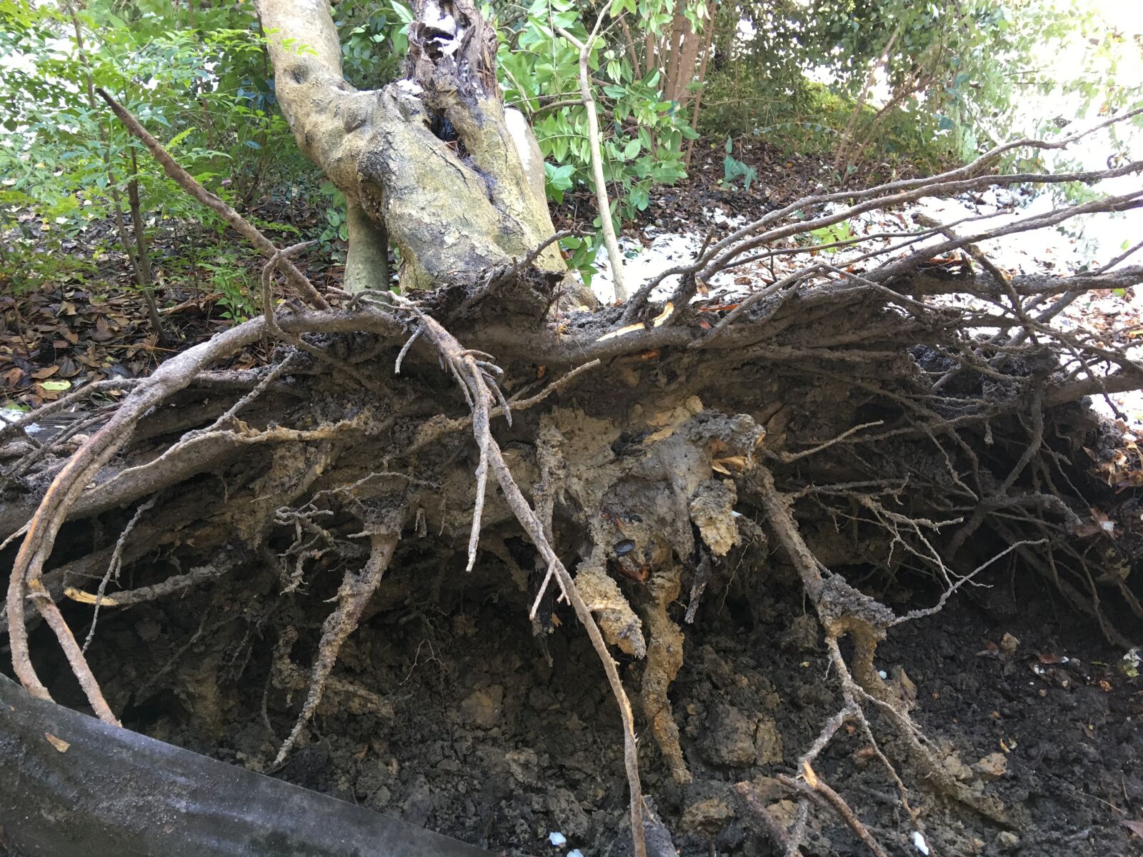 iPhone 6s Plus back camera 4.15mm f/2.2 sample photo. Roots, tree, fall photography