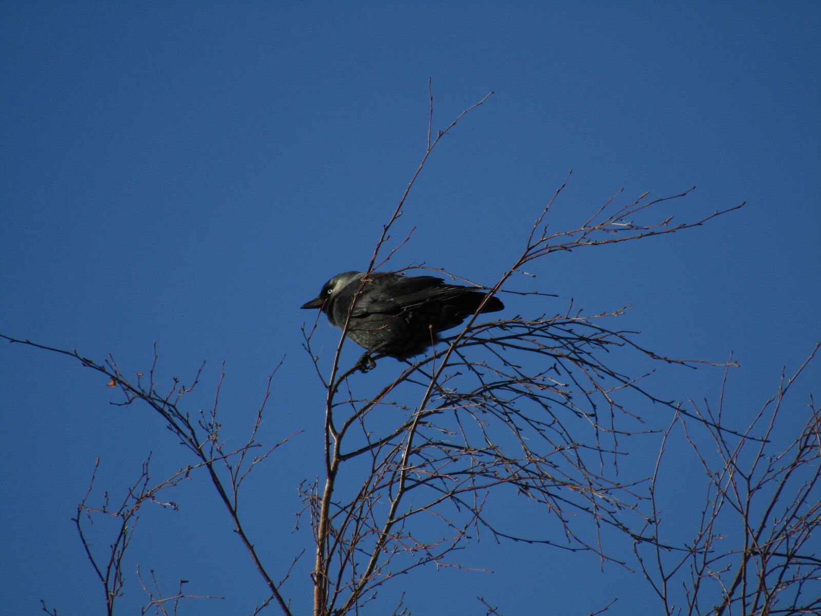Canon PowerShot SX420 IS sample photo