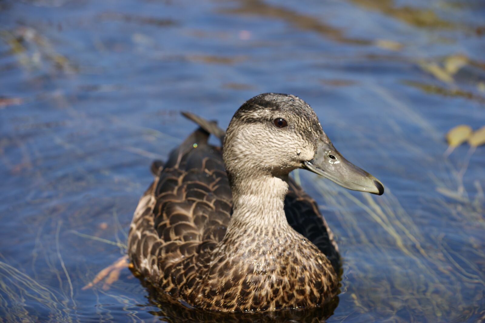 Sony Alpha DSLR-A390 sample photo. Duck, bird, swimming photography