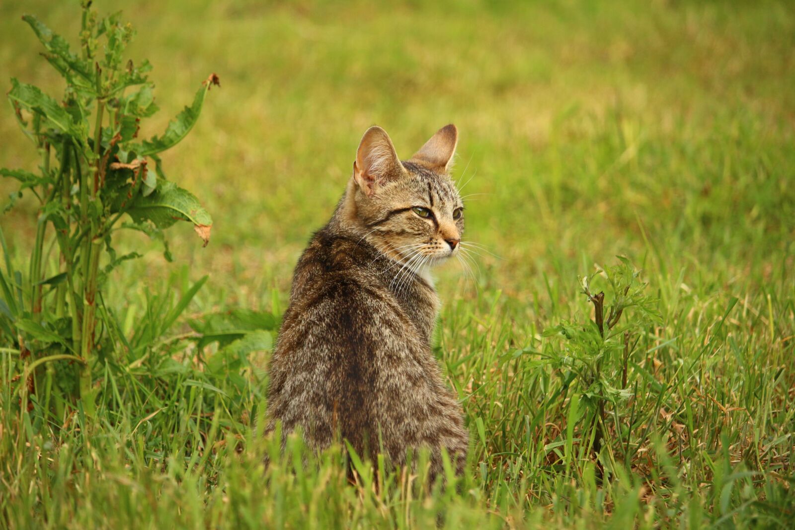 Canon EOS 100D (EOS Rebel SL1 / EOS Kiss X7) sample photo. Cat, kitten, mackerel photography