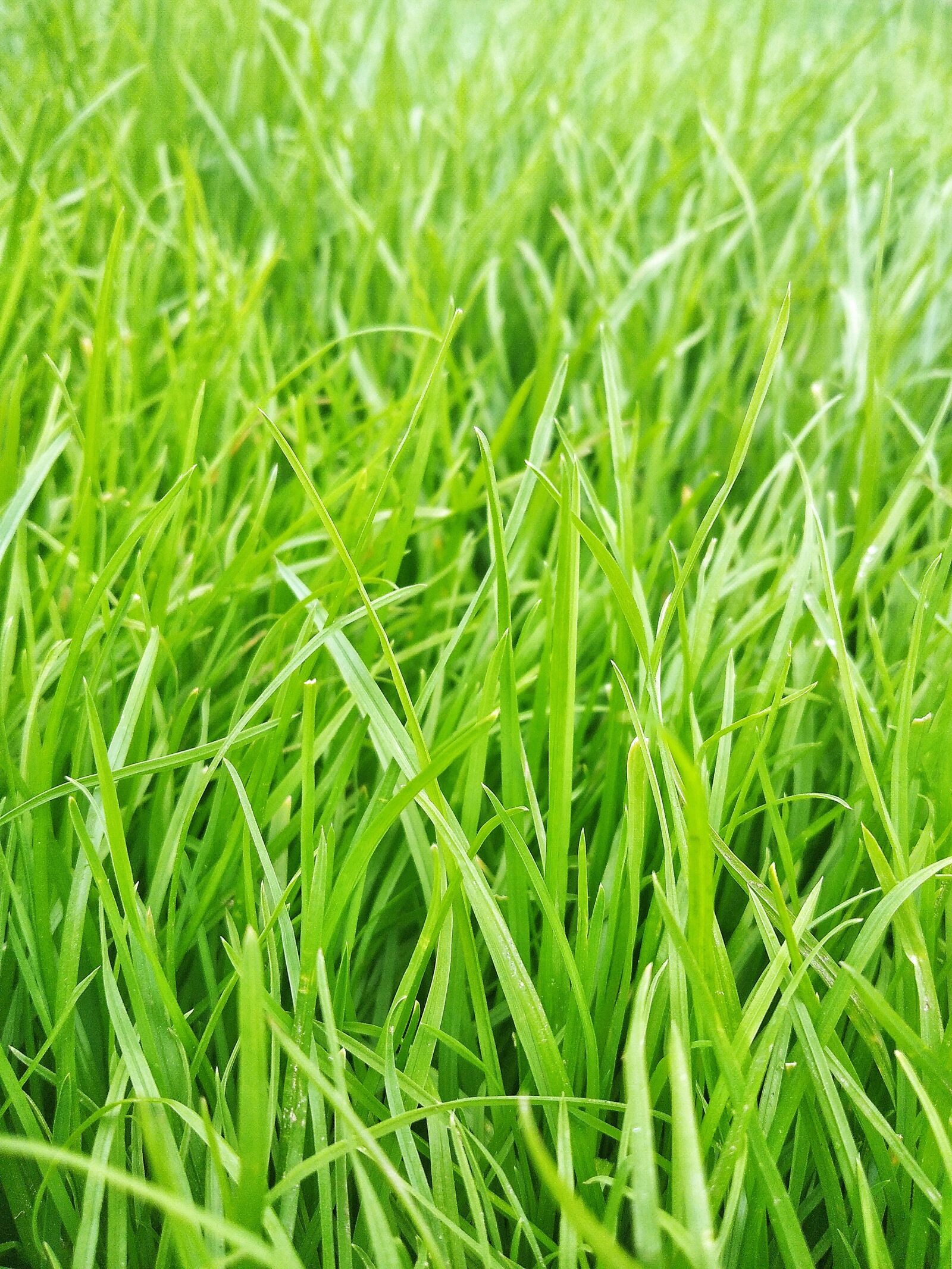 Xiaomi Redmi 8 sample photo. Grass, green, nature photography