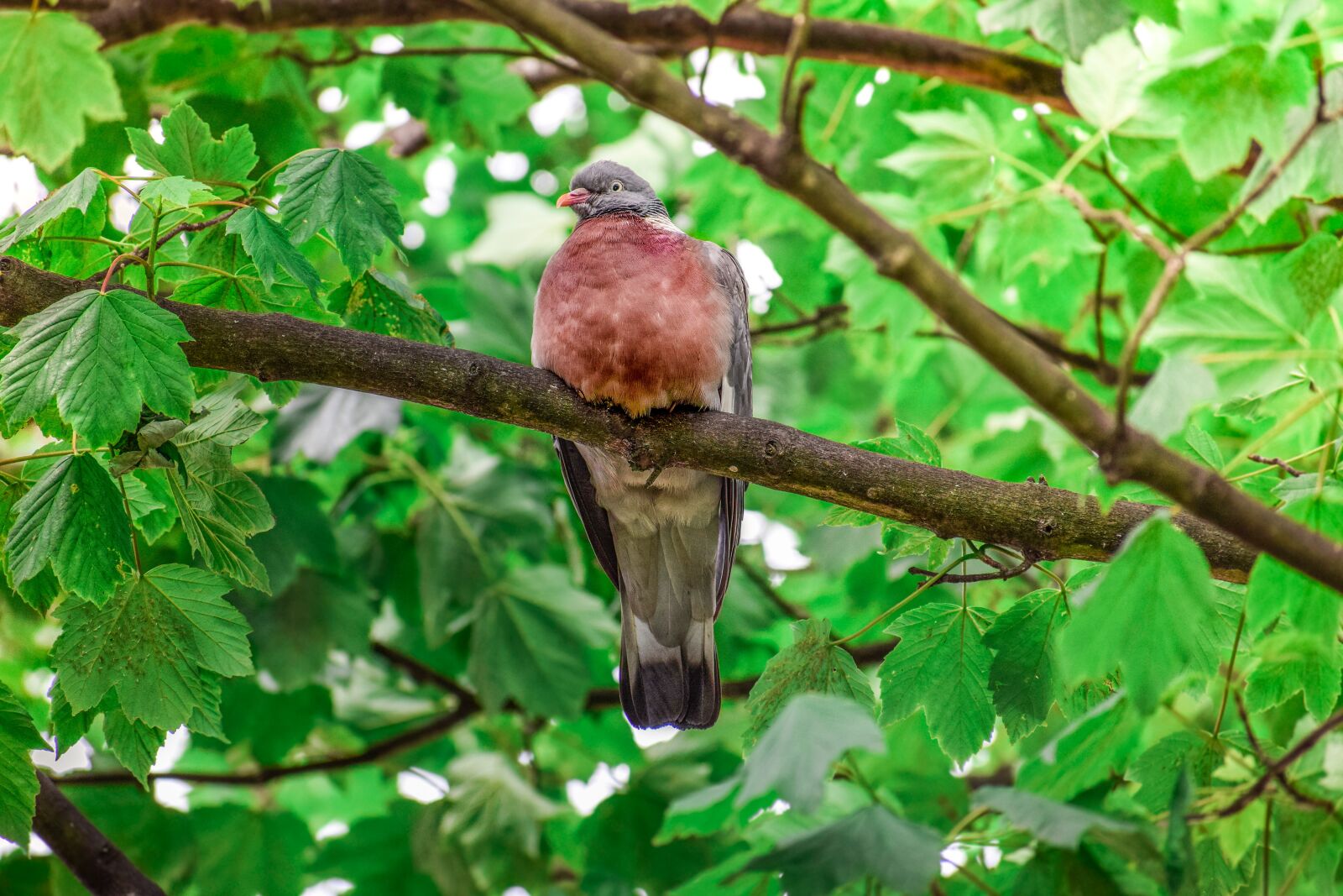 Nikon D3300 sample photo. Animal, avian, background photography