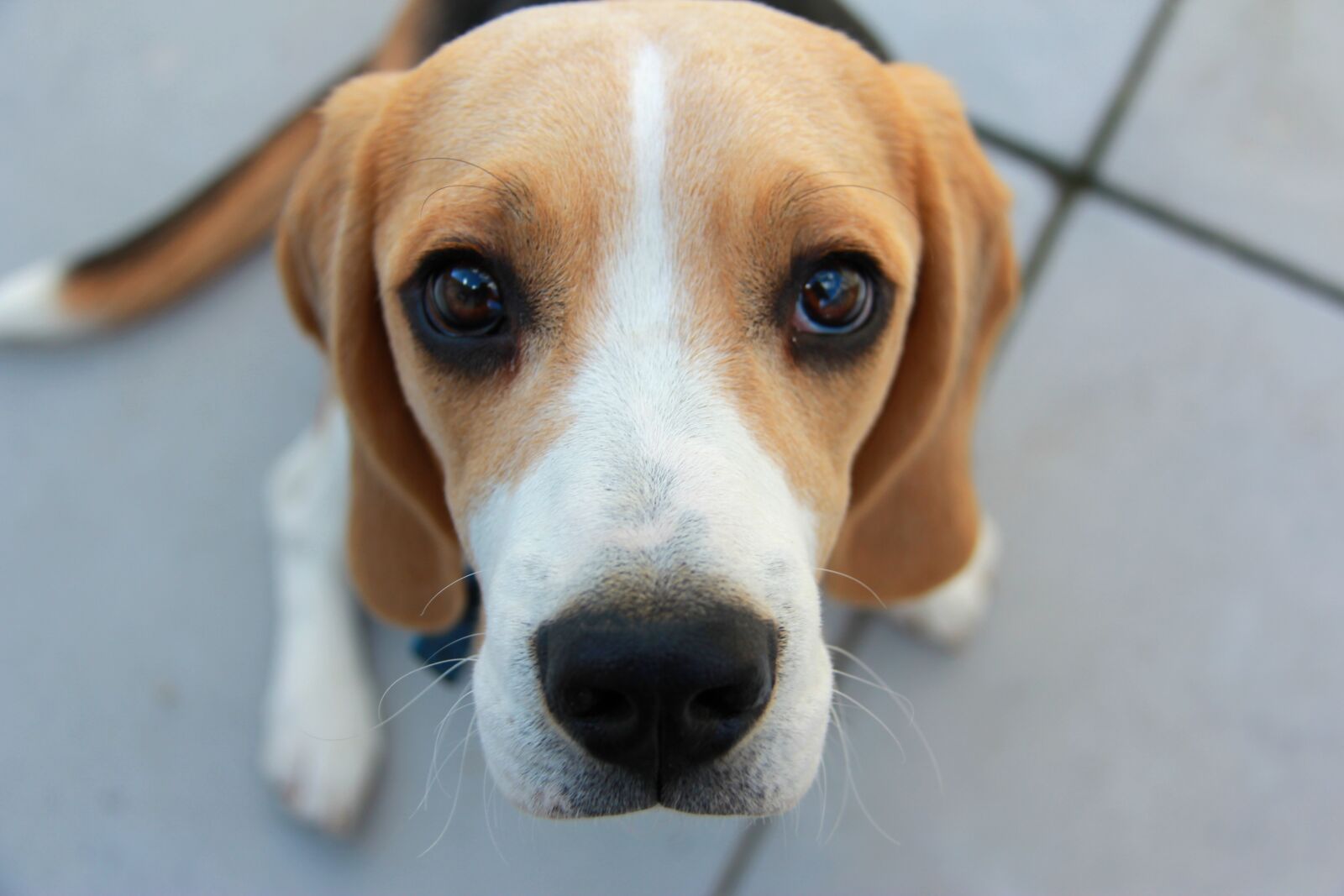 Canon EF-S 18-200mm F3.5-5.6 IS sample photo. Puppy, beagle, begging photography