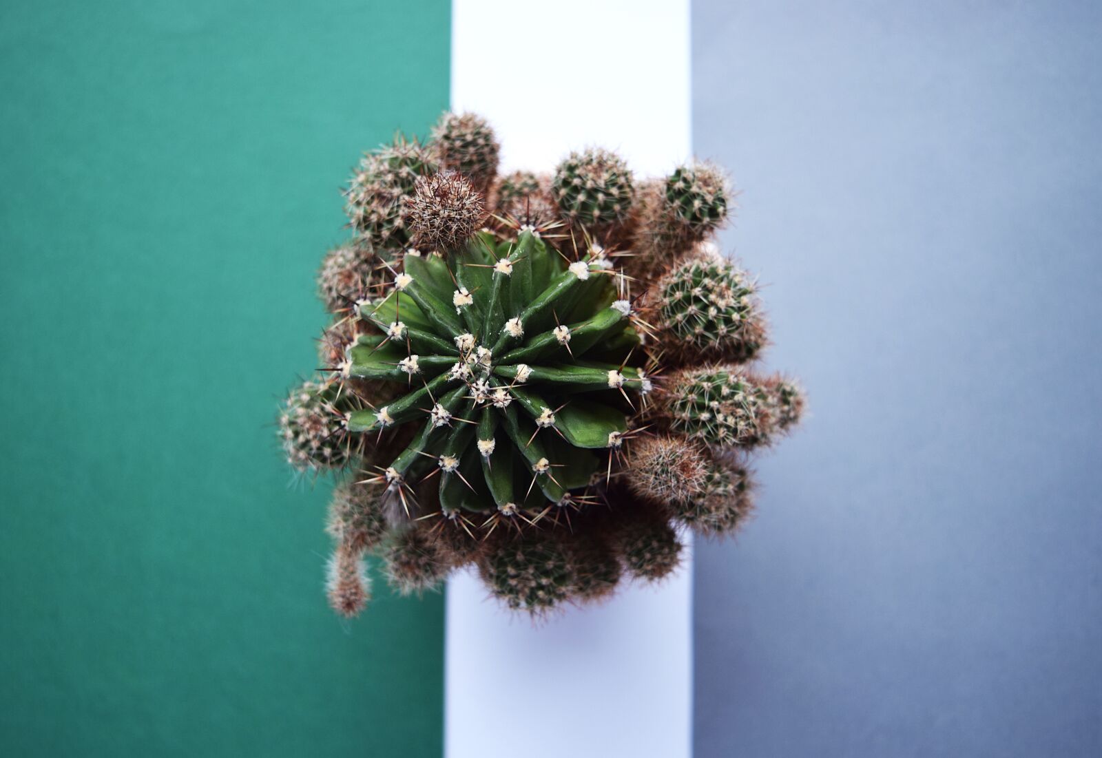 Nikon D3300 sample photo. Cactus, succulent, botanical photography
