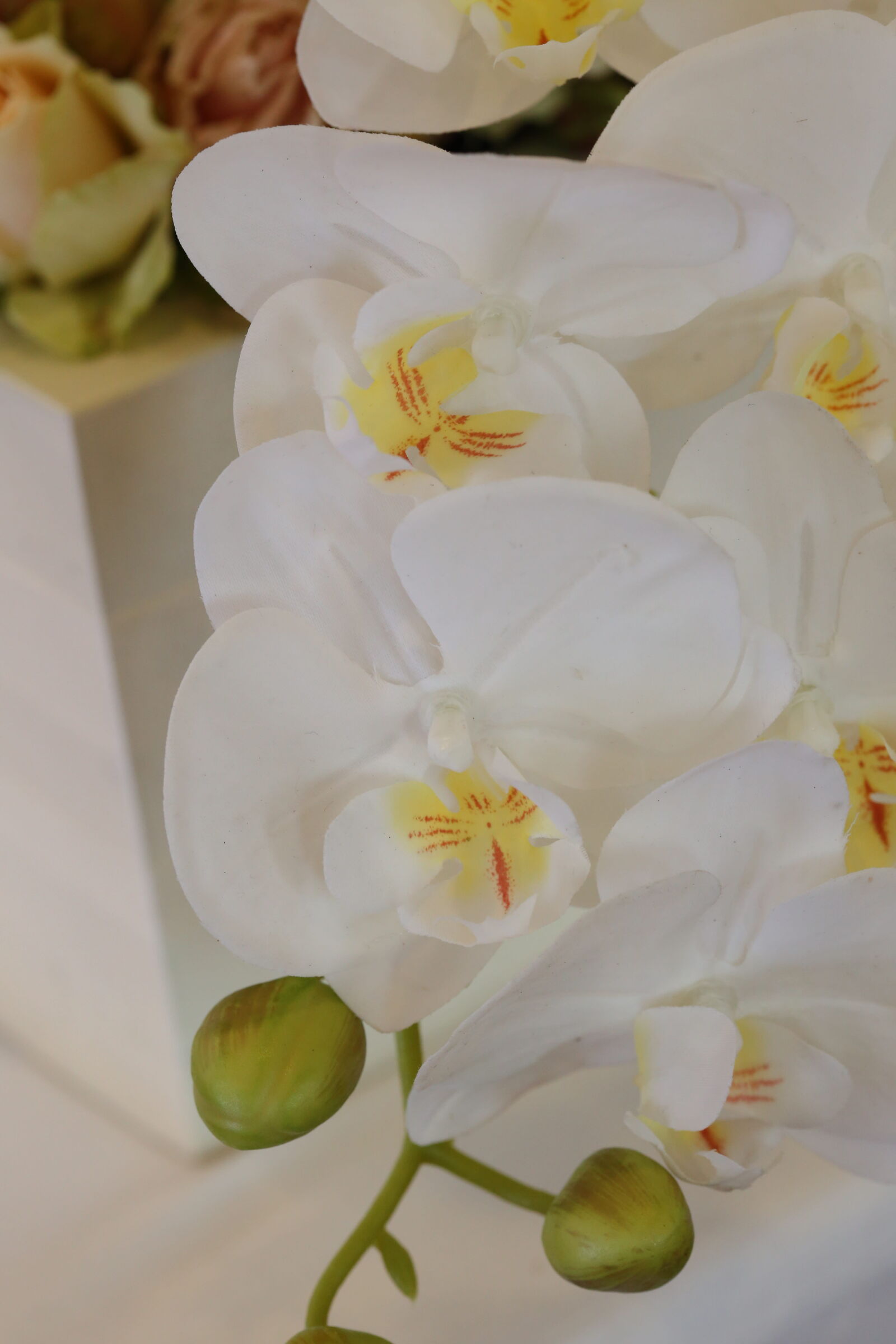 Canon EF 100mm F2.8 Macro USM sample photo. Orchid, white flower, pistil photography