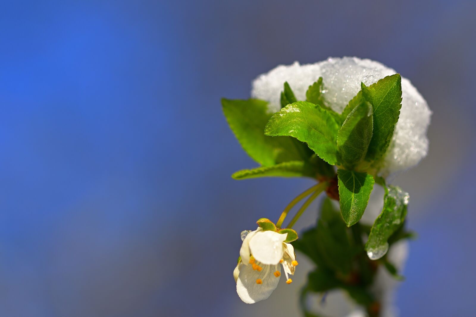 Nikon D5200 sample photo. Spring, cherry blossom, snow photography