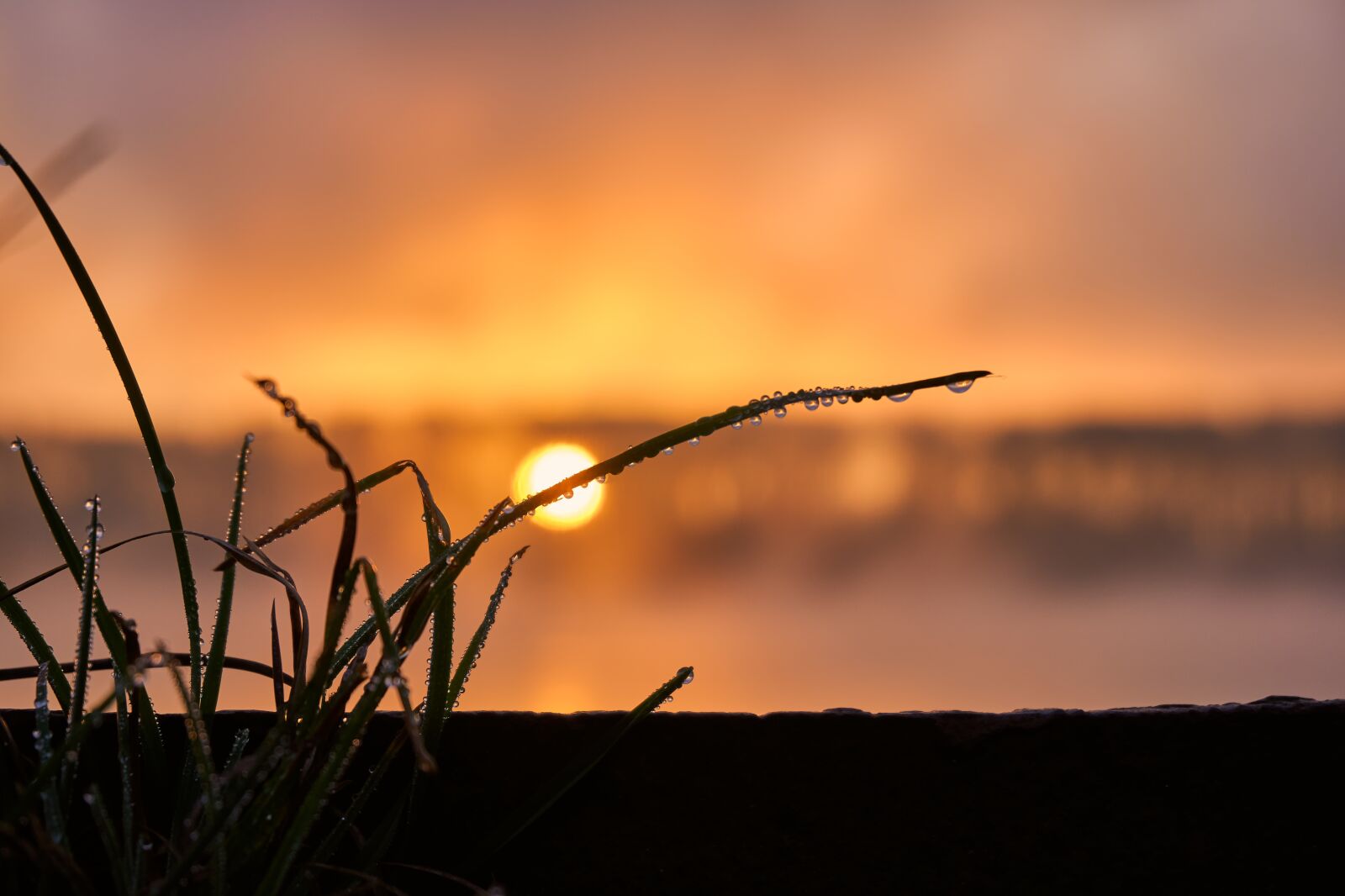 Sony a6400 sample photo. Grass, drip, rain photography