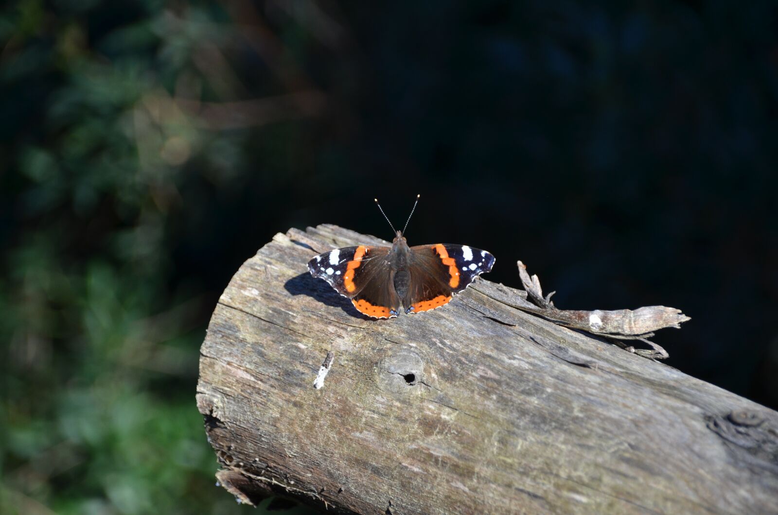 Nikon D7000 sample photo. Butterfly, log, orange photography
