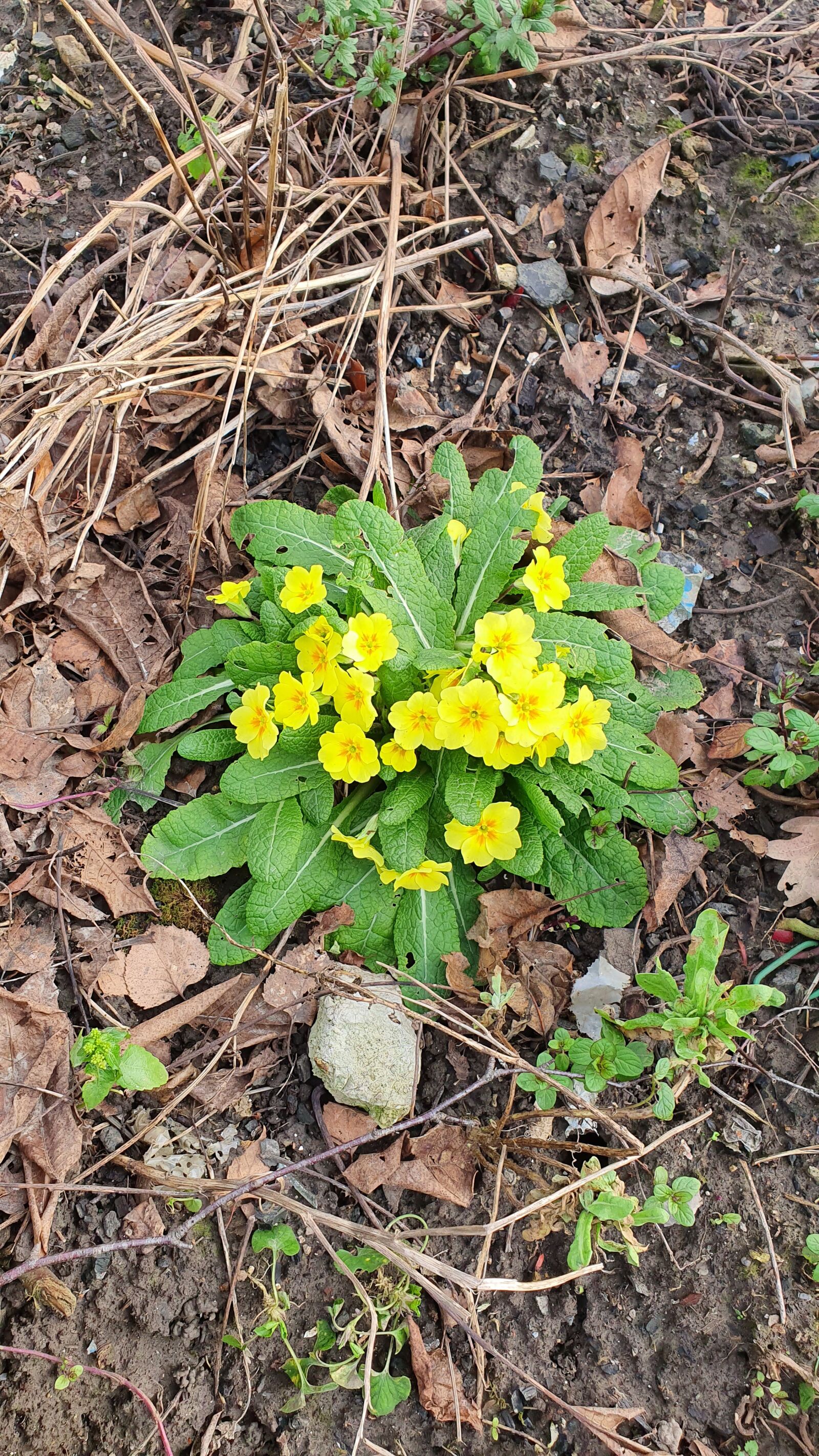 Samsung Galaxy S10 sample photo. Garden, flower, yellow photography