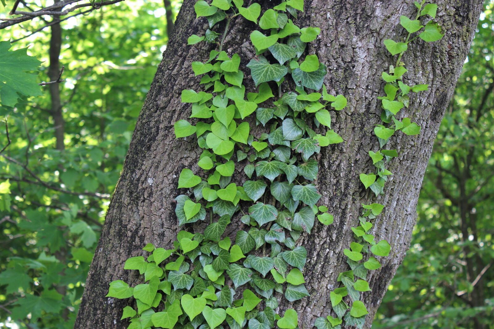 Canon EOS 600D (Rebel EOS T3i / EOS Kiss X5) sample photo. Ivy, tree, green photography